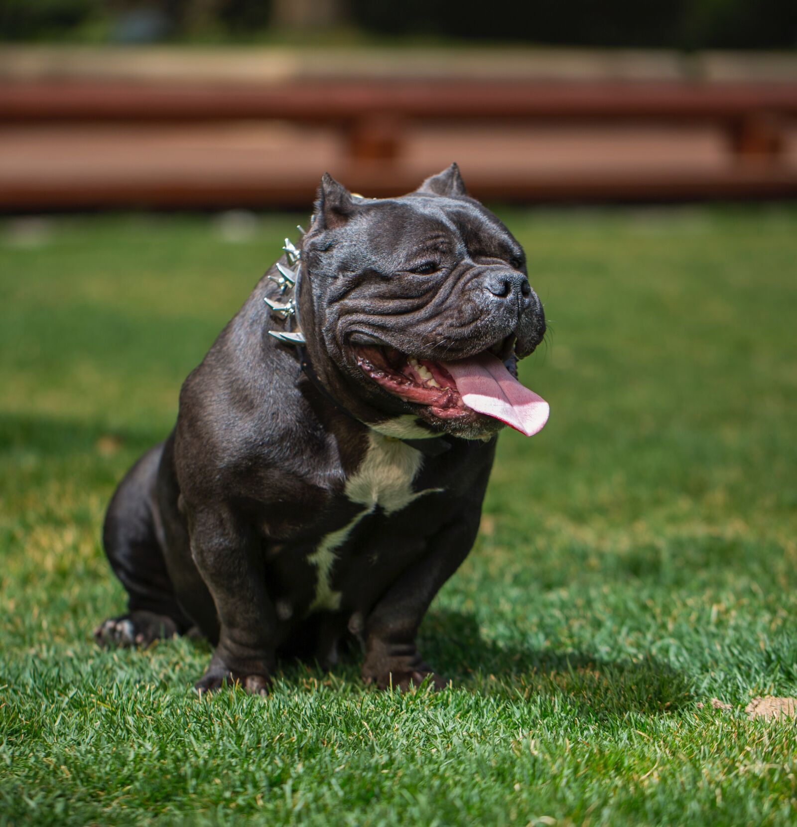 Canon EF 100mm F2.8L Macro IS USM sample photo. Bully dog, love the photography