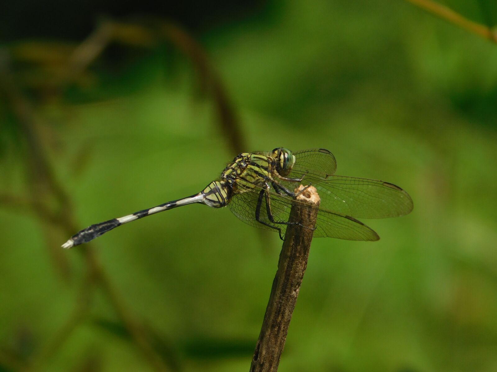 Nikon Coolpix L840 sample photo. Dragon fly, stream, nature photography