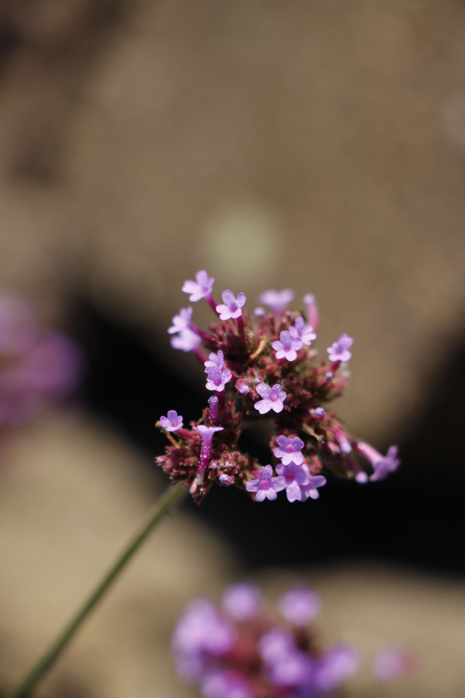 Canon EOS 650D (EOS Rebel T4i / EOS Kiss X6i) + Canon EF-S 18-135mm F3.5-5.6 IS STM sample photo. Purple, stem, plant photography