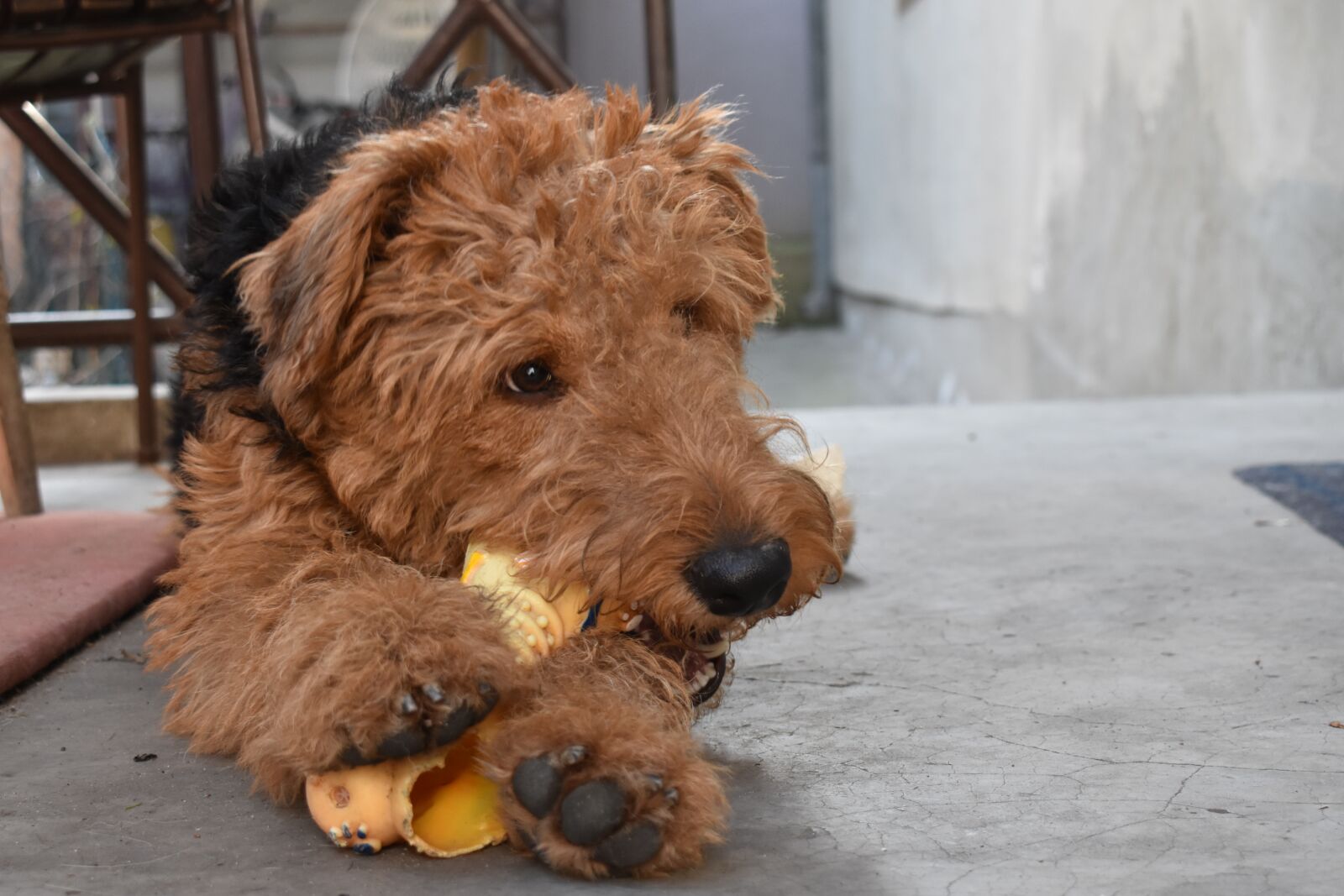 Nikon D3400 sample photo. Dog, dog playing, fun photography