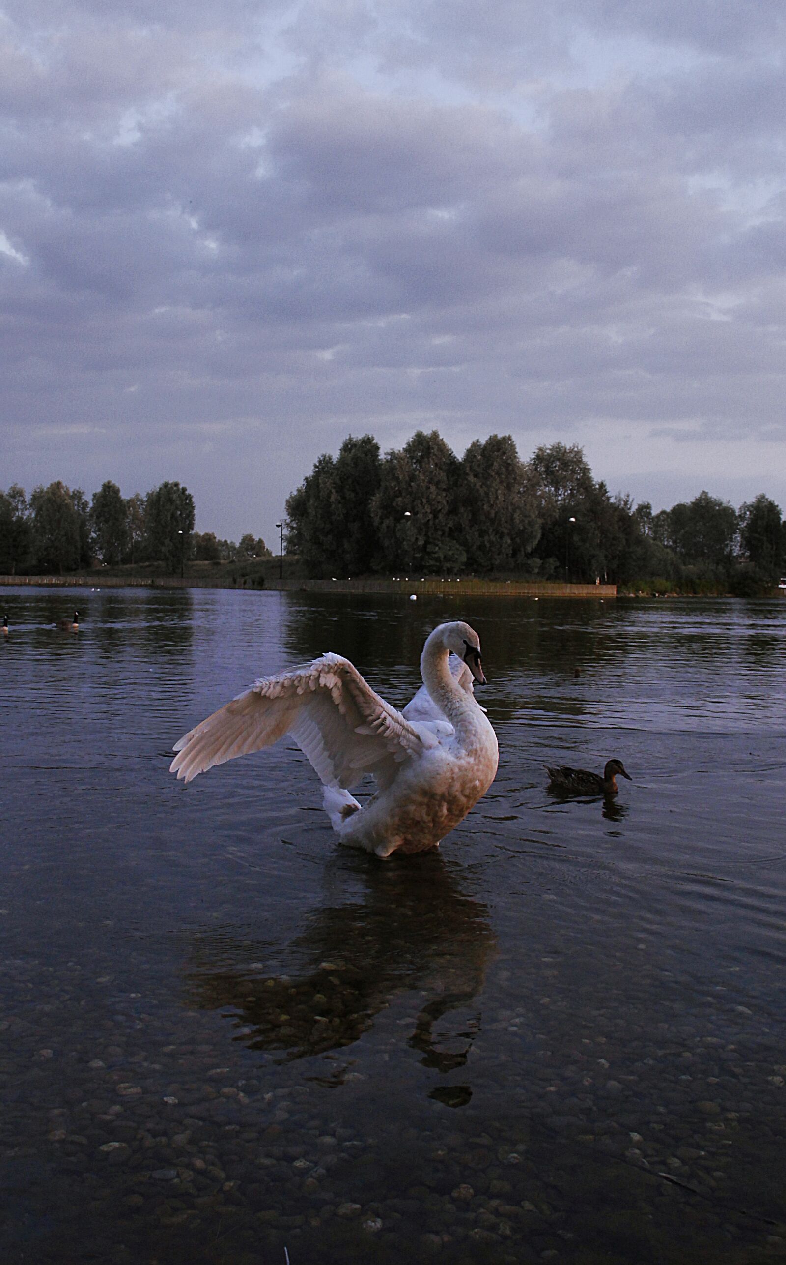 Canon EF-S 18-135mm F3.5-5.6 IS sample photo. Swan, evening, hope photography