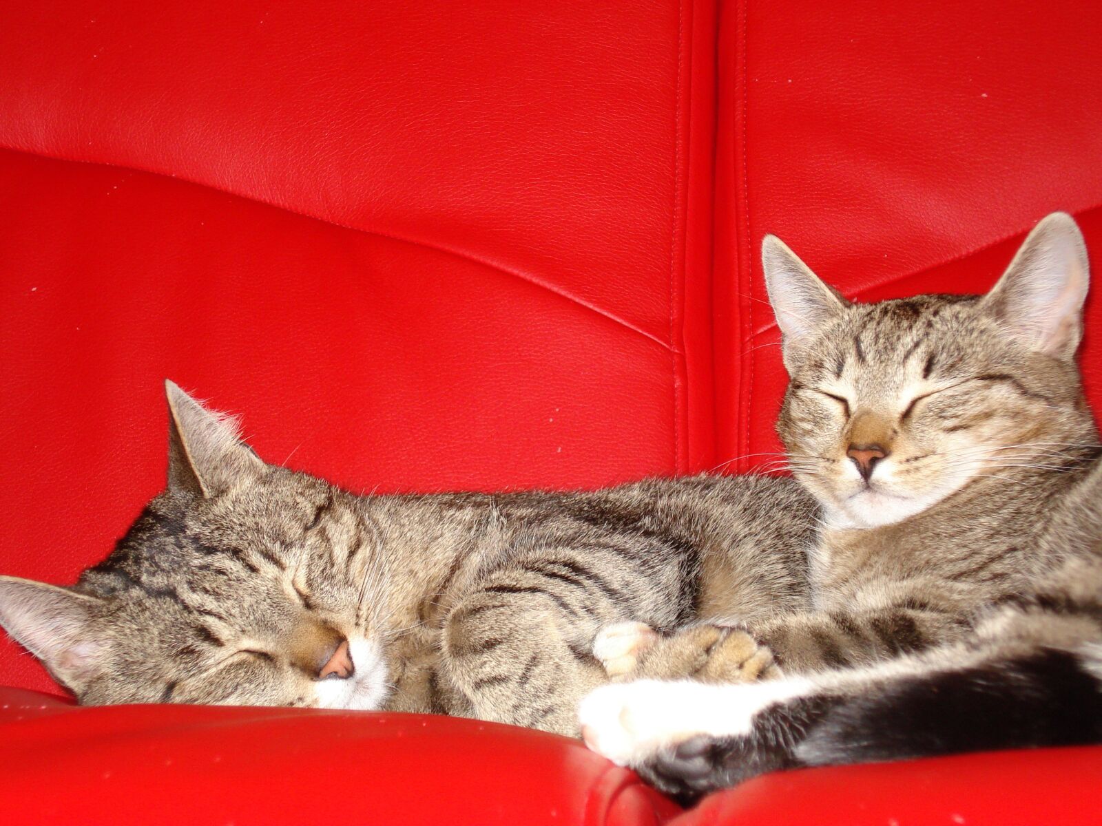 Sony DSC-W70 sample photo. Cats, pets, kittens photography