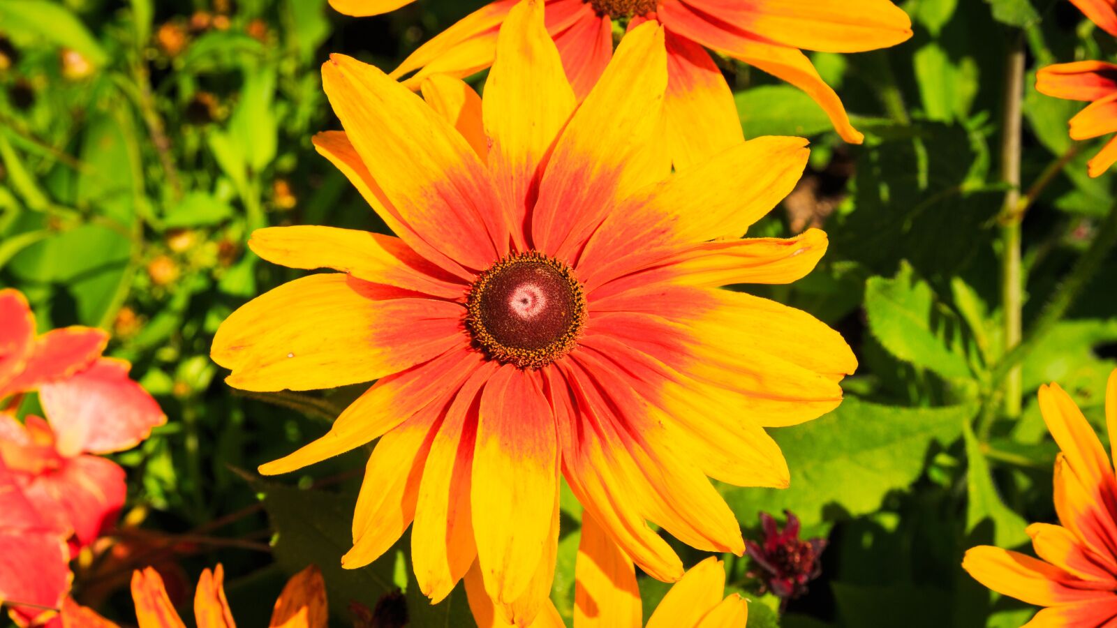 Canon EOS 650D (EOS Rebel T4i / EOS Kiss X6i) sample photo. Yellow flower, flower, bloom photography