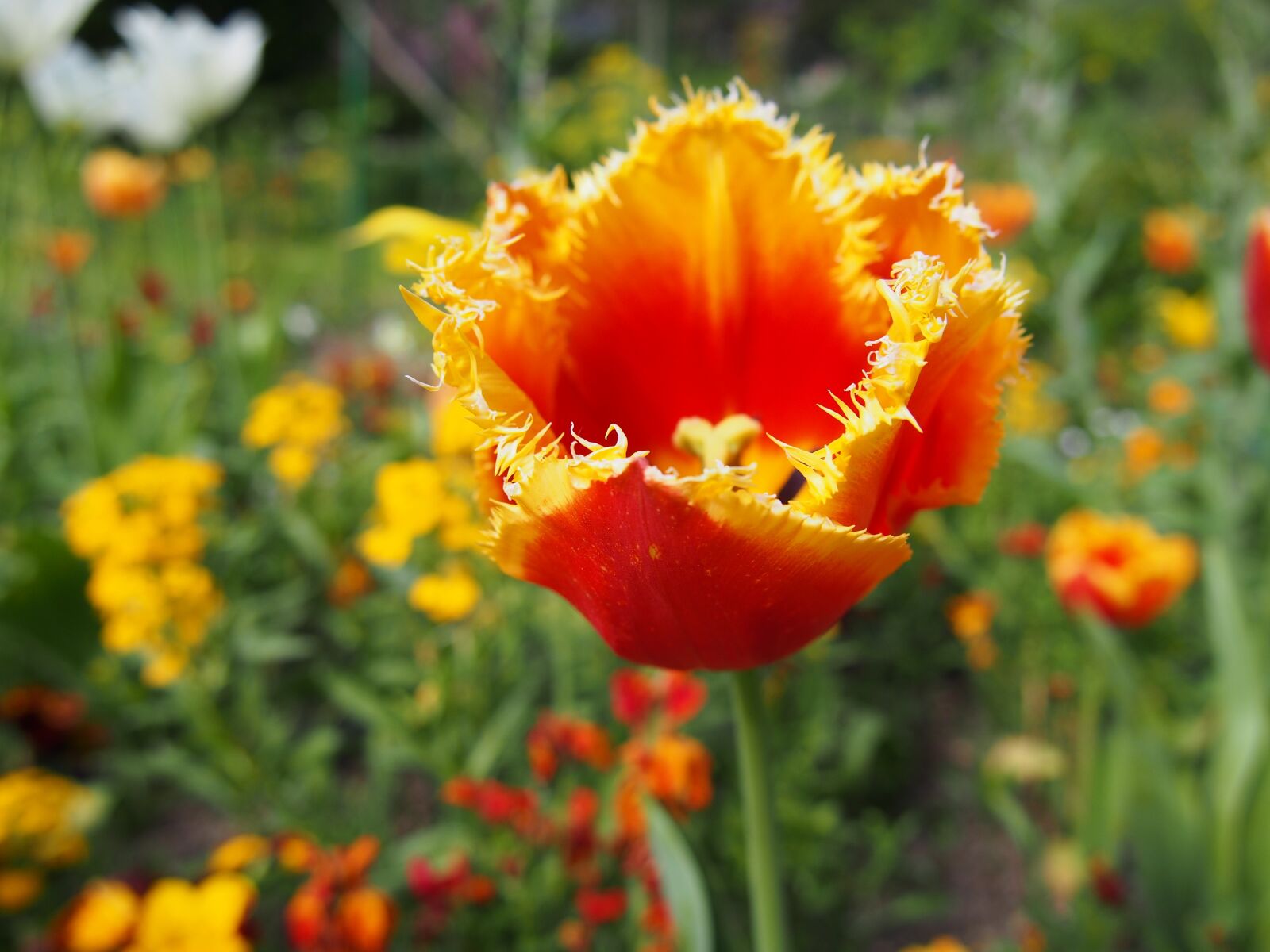 Olympus PEN E-PL6 sample photo. Flower, nature, plant photography