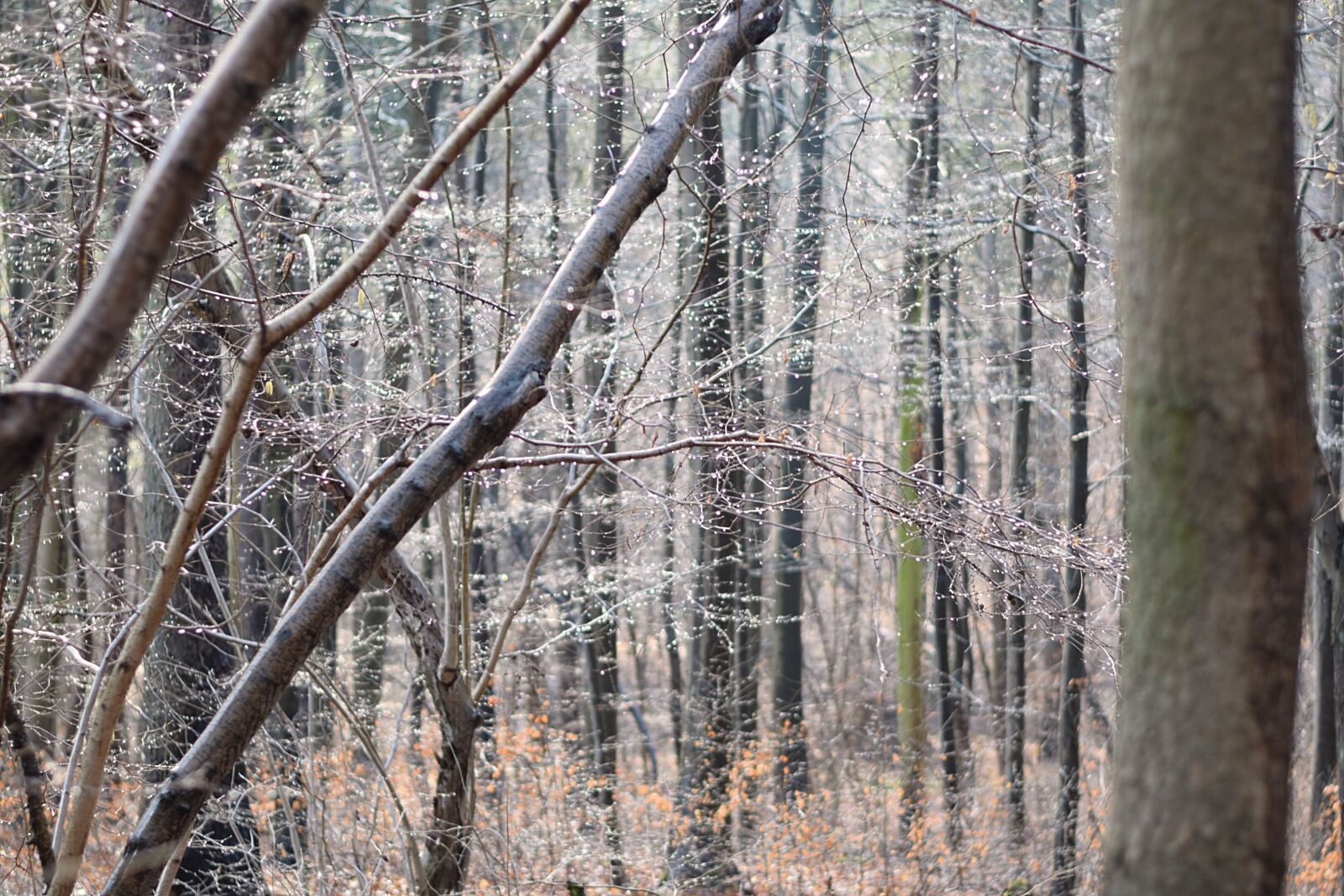 Nikon D3300 sample photo. Forest, rain, spring photography