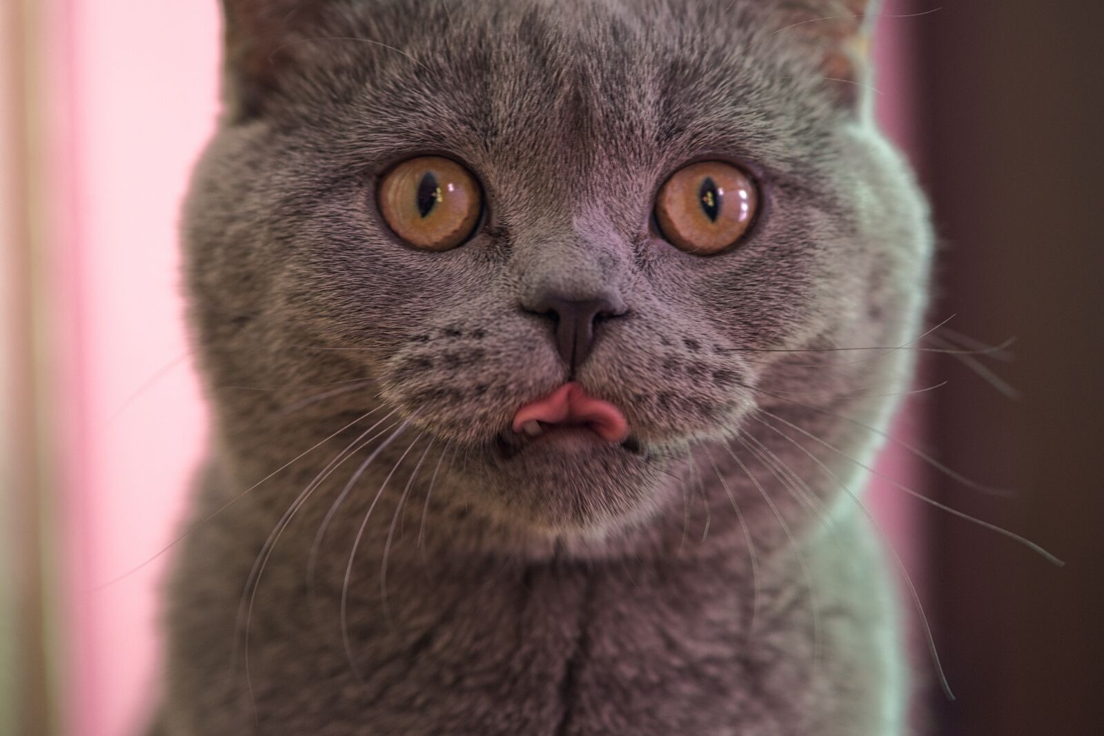Nikon D800 sample photo. Cat, kitten, macro photography