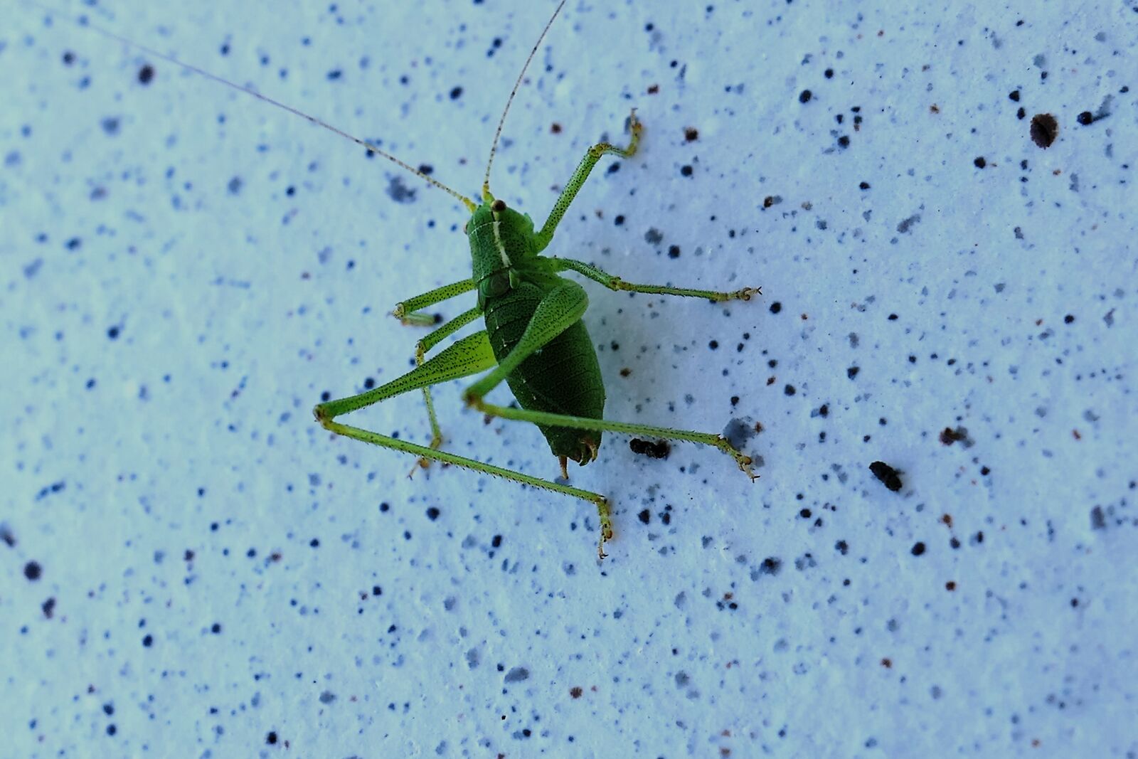 Panasonic Lumix DMC-LX10 (Lumix DMC-LX15) sample photo. Grasshopper, grille, insect photography