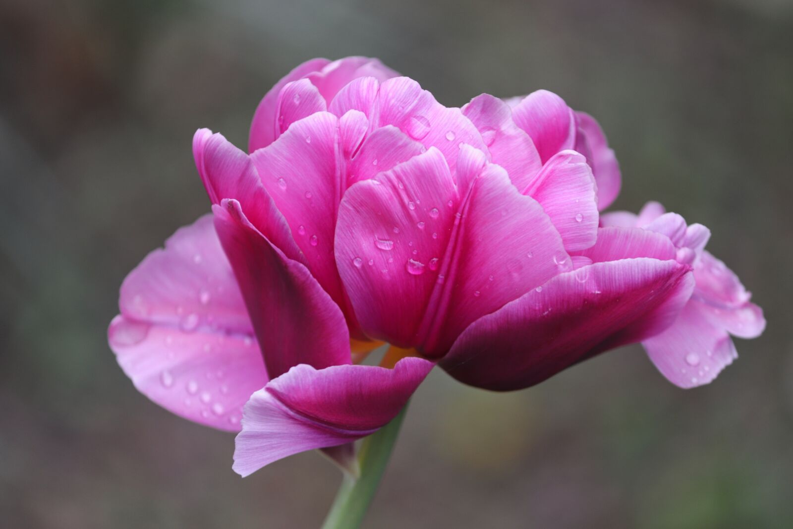 Canon EOS 200D (EOS Rebel SL2 / EOS Kiss X9) sample photo. Tulip, pink, tulpenbluete photography