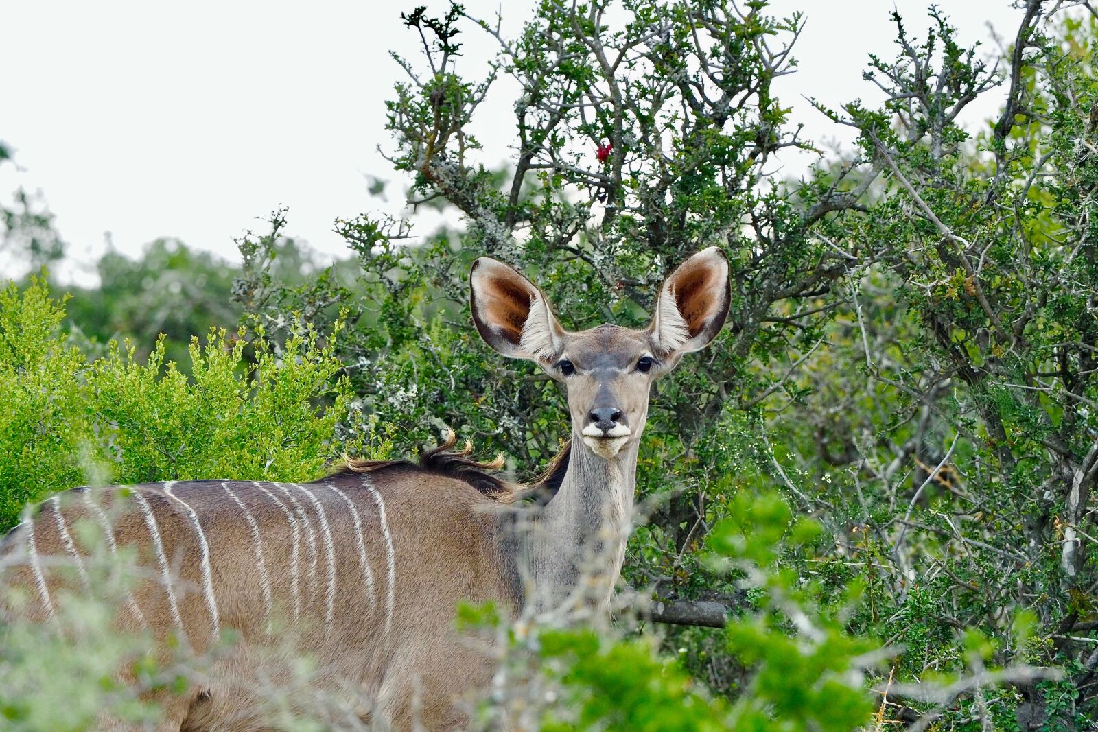 Olympus M.Zuiko Digital ED 40-150mm F2.8 Pro sample photo. Kudu, south africa, animal photography