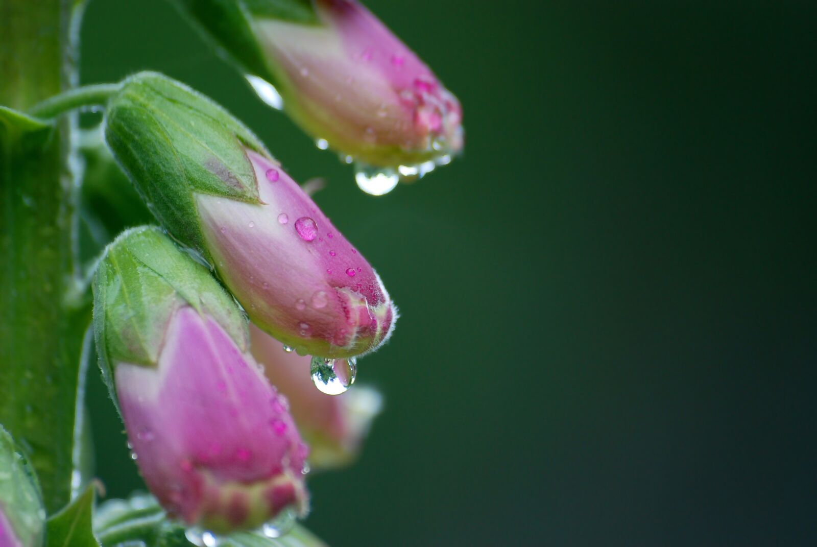 Nikon D80 sample photo. Nature, flower, plant photography