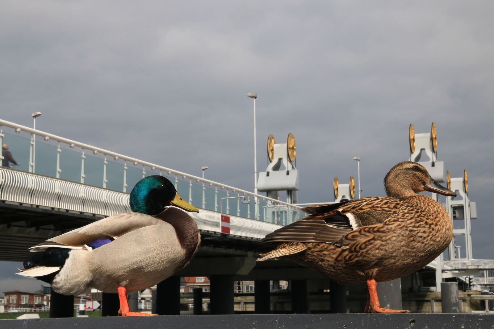Canon EOS 70D sample photo. Duck, drake, bridge photography