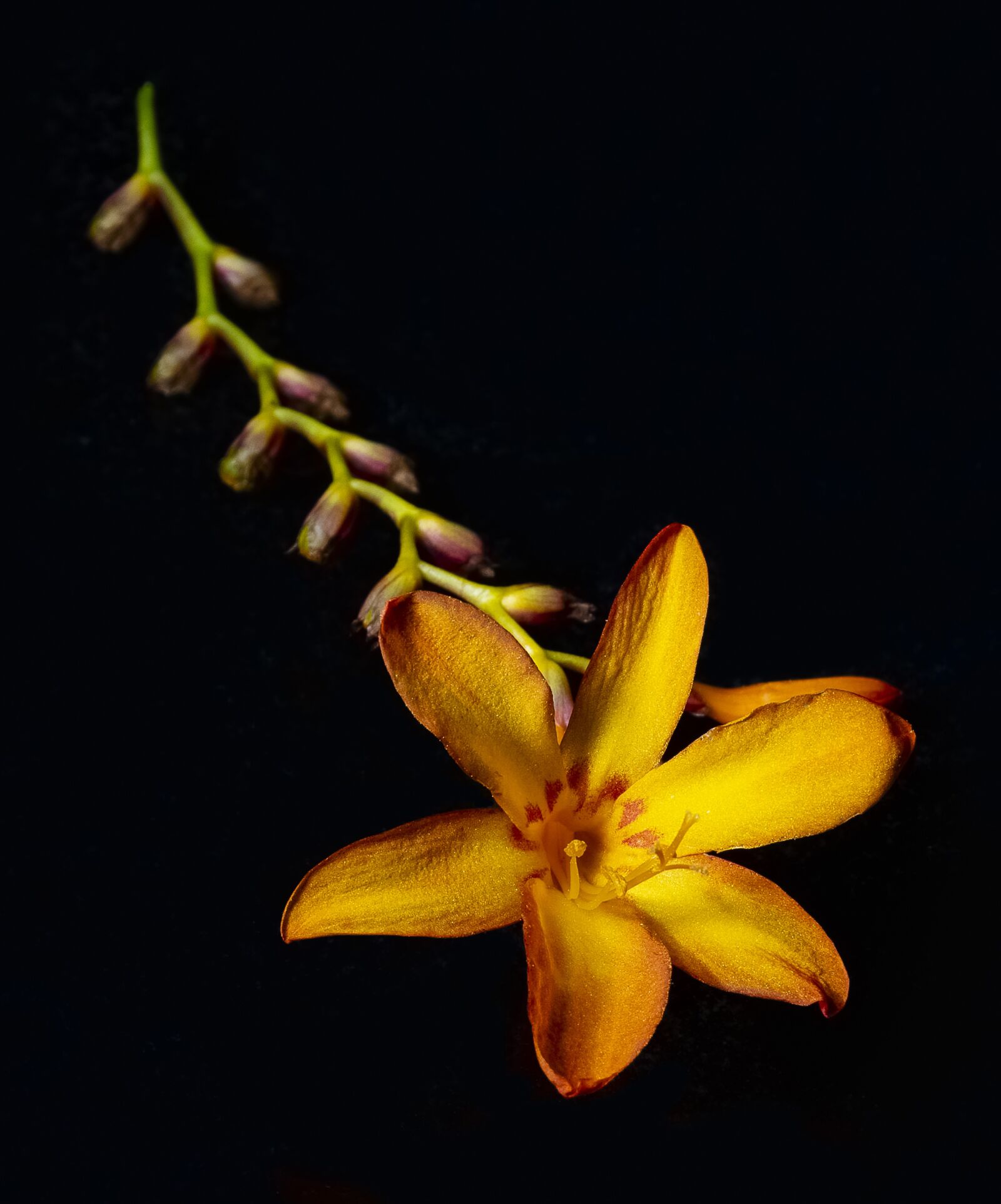 Nikon D7200 sample photo. Flower, lowkey, plant photography