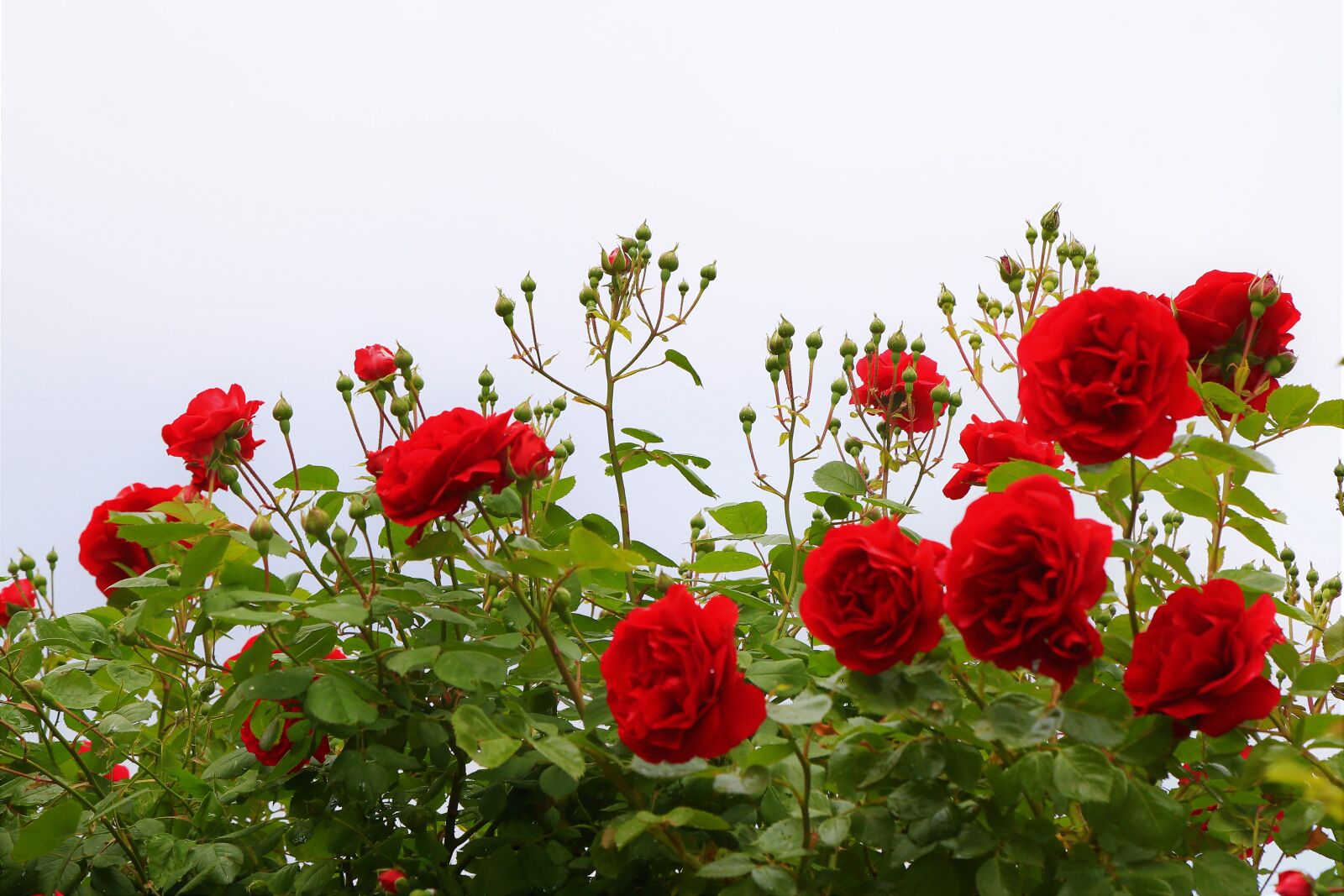 Canon EF 24-105mm F4L IS USM sample photo. Roses, spring, buds photography