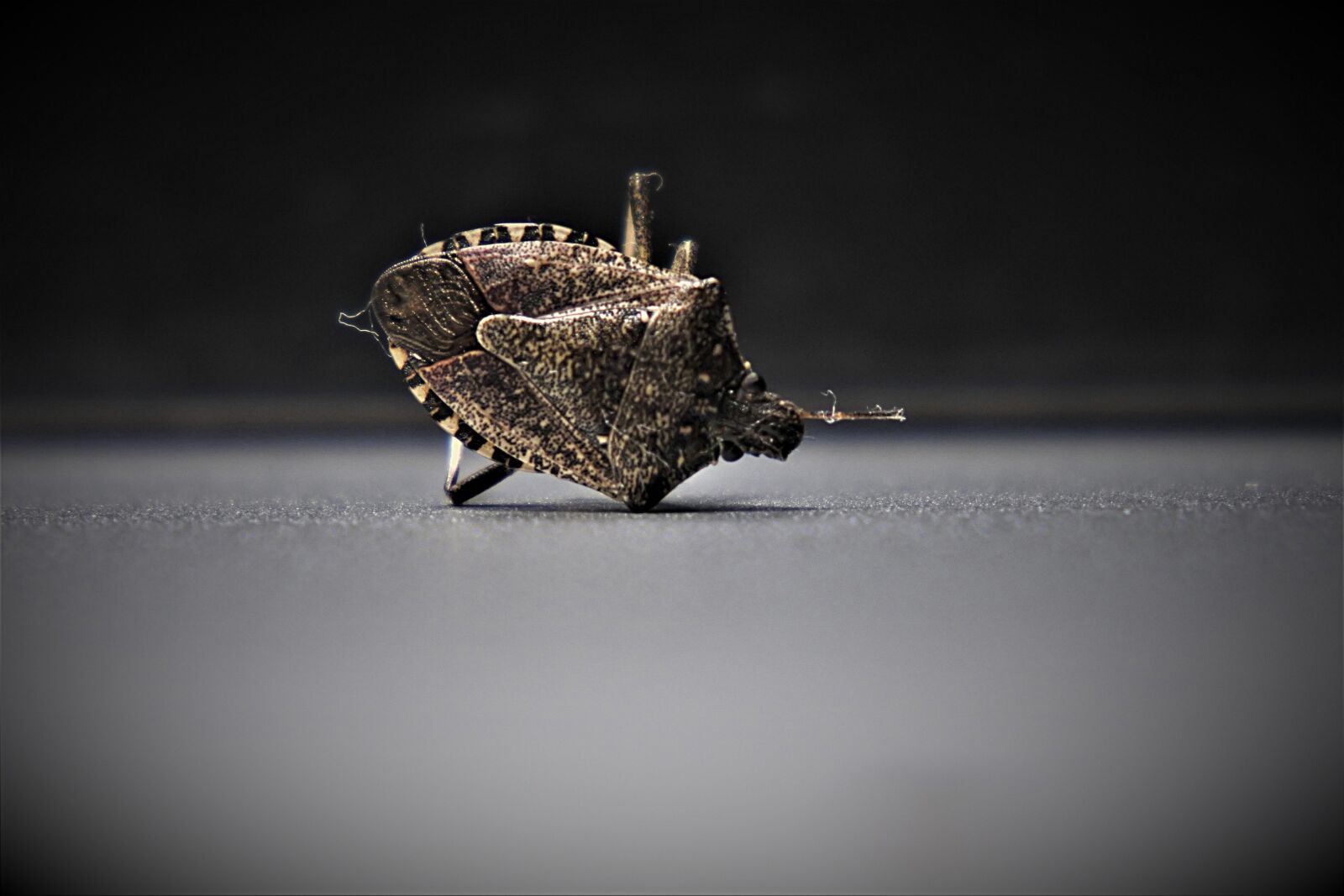 Nikon 1 J5 sample photo. Bedbugs, insect, arthropods photography
