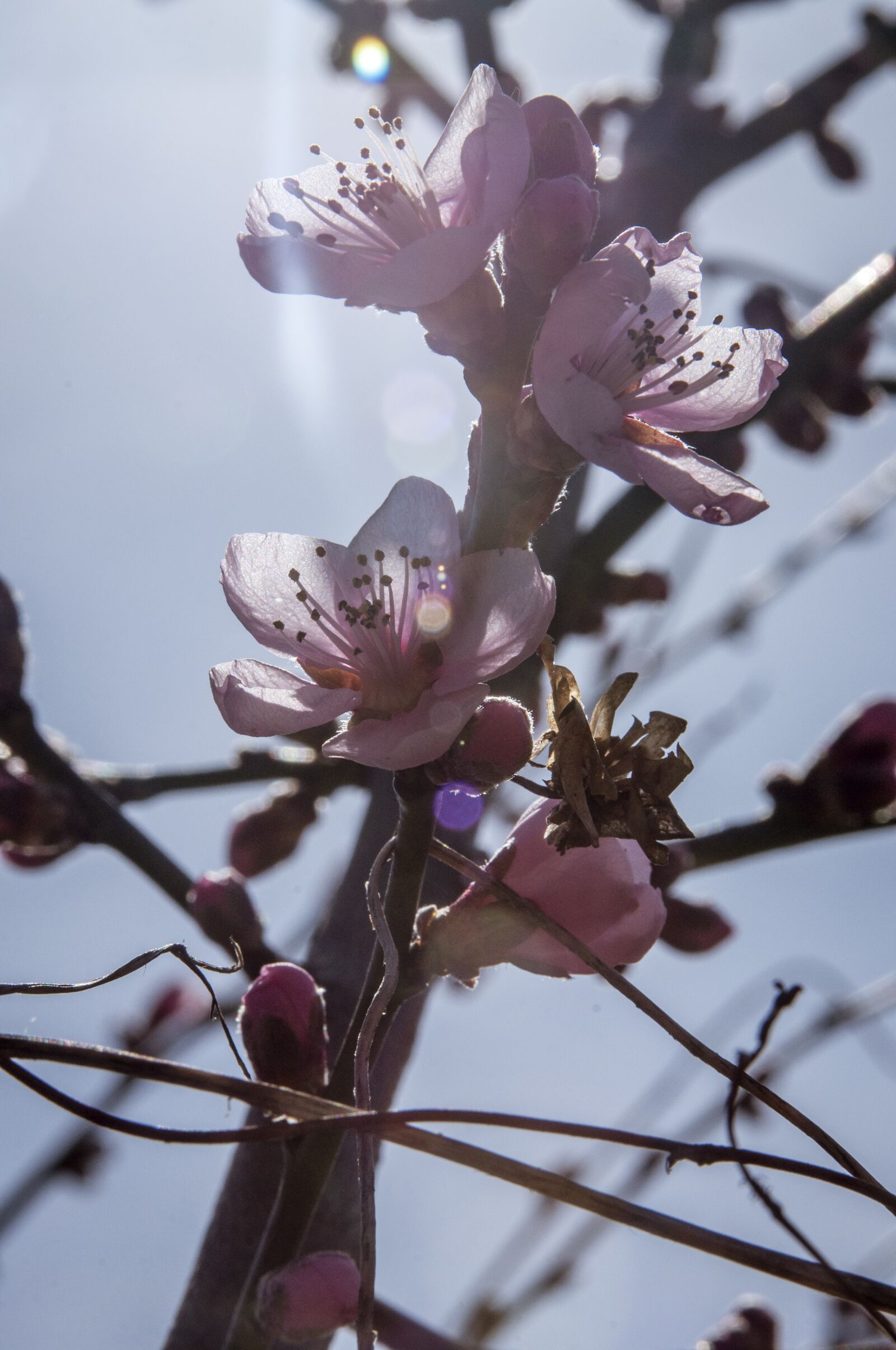 Nikon D90 sample photo. Spring, flower, cherry blossom photography