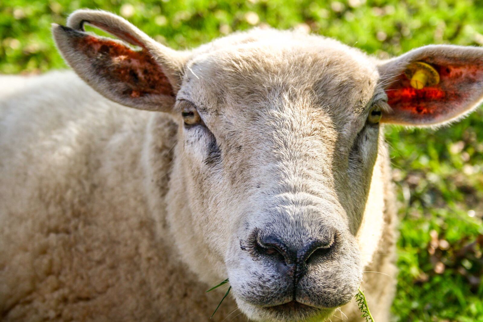 Canon EF-S 18-55mm F3.5-5.6 II sample photo. Animal, sheep, sheep face photography