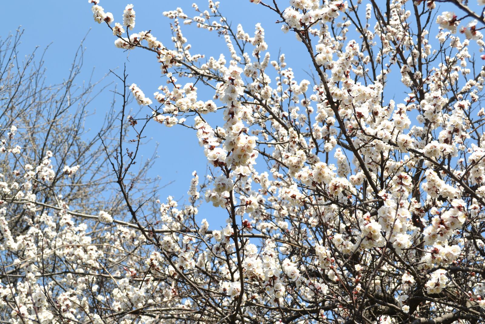 Nikon D3100 sample photo. Spring, flowers, tree cherry photography