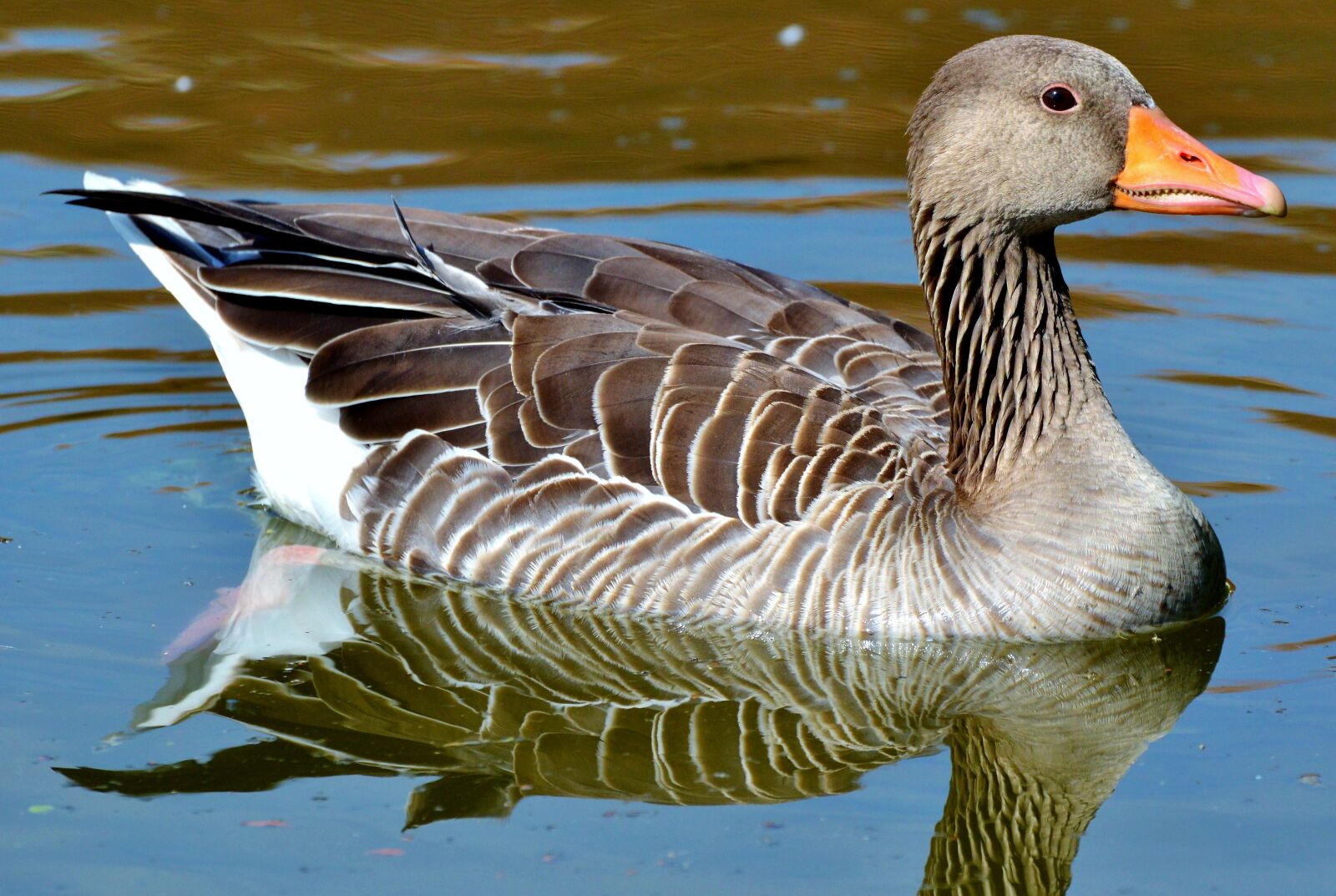 Nikon D3200 sample photo. Wild goose, goose, bird photography