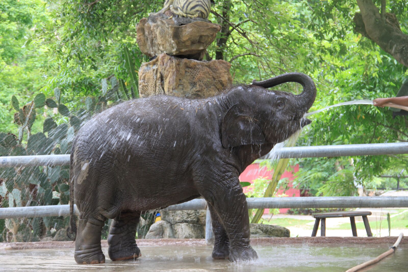 Canon EOS 500D (EOS Rebel T1i / EOS Kiss X3) sample photo. Baby elephant, thailand, elephant photography