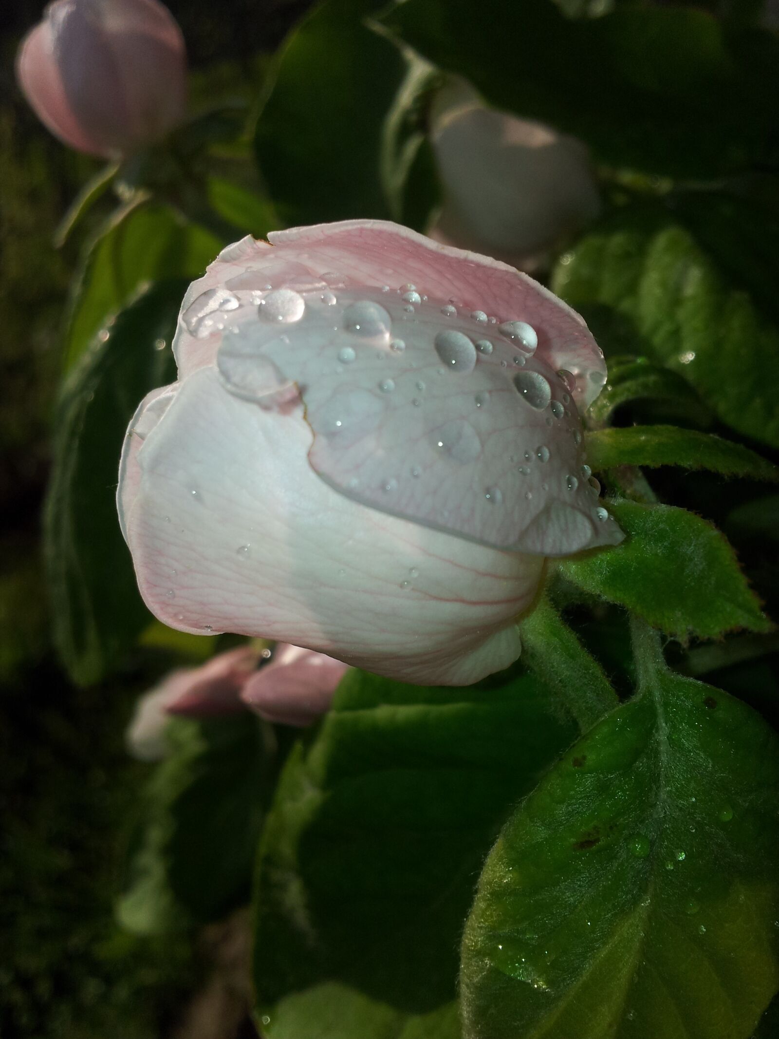 Samsung Galaxy S2 sample photo. Quince, flower, tree photography