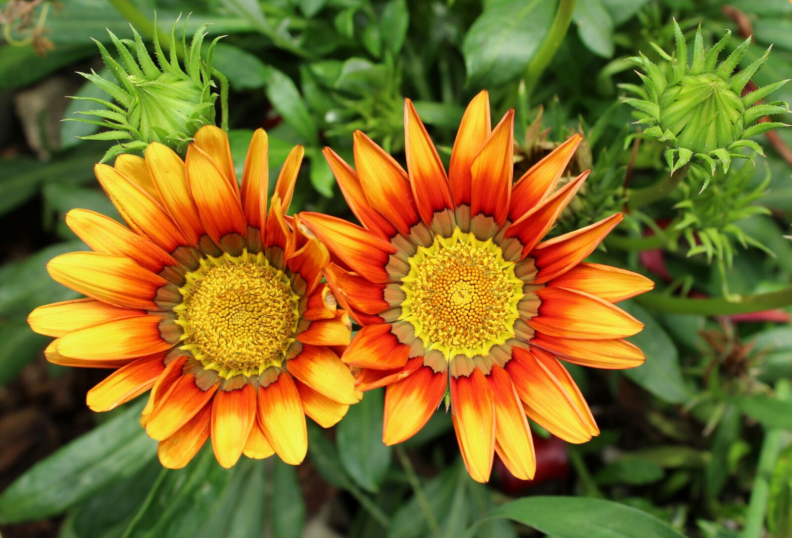Canon EOS 1200D (EOS Rebel T5 / EOS Kiss X70 / EOS Hi) sample photo. Gazania, gazanie, flowers photography