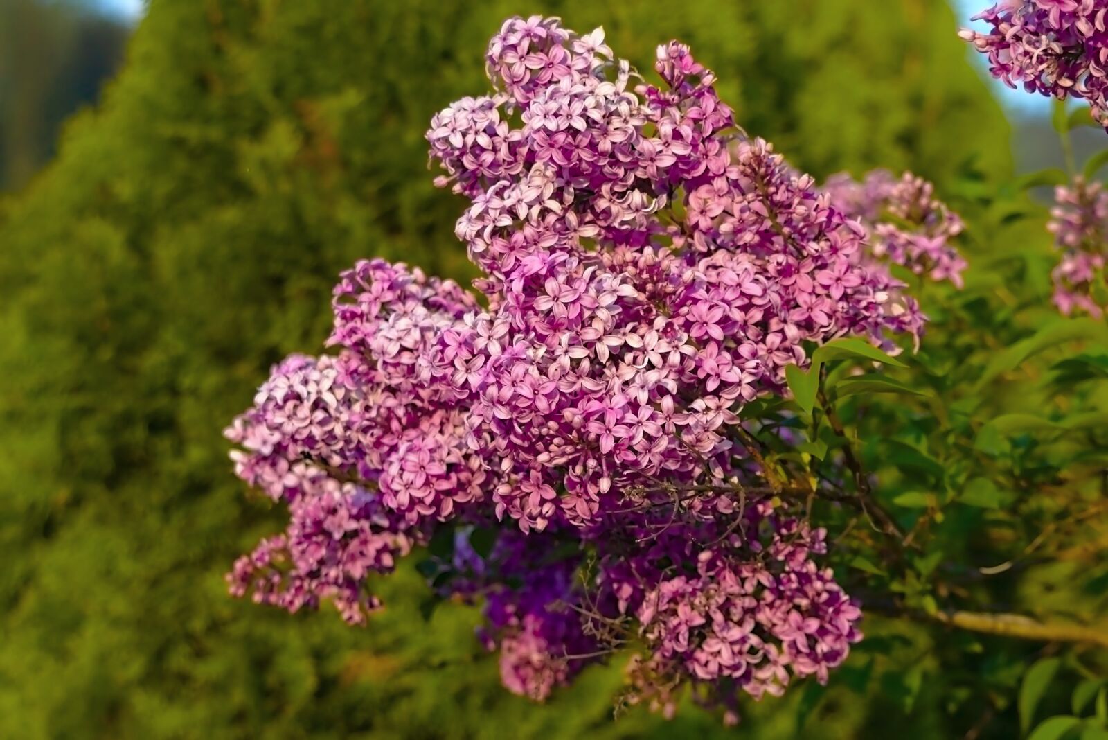 Canon EOS 650D (EOS Rebel T4i / EOS Kiss X6i) sample photo. Organ, flower, nature photography