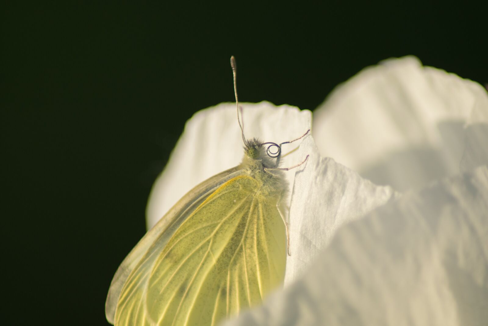 Nikon D3300 sample photo. Butterfly, insect, poppy photography