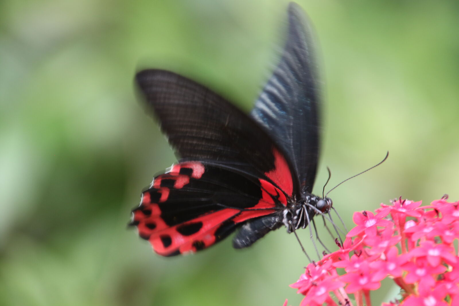 Canon EOS 7D Mark II sample photo. Black, butterfly, feed, flap photography