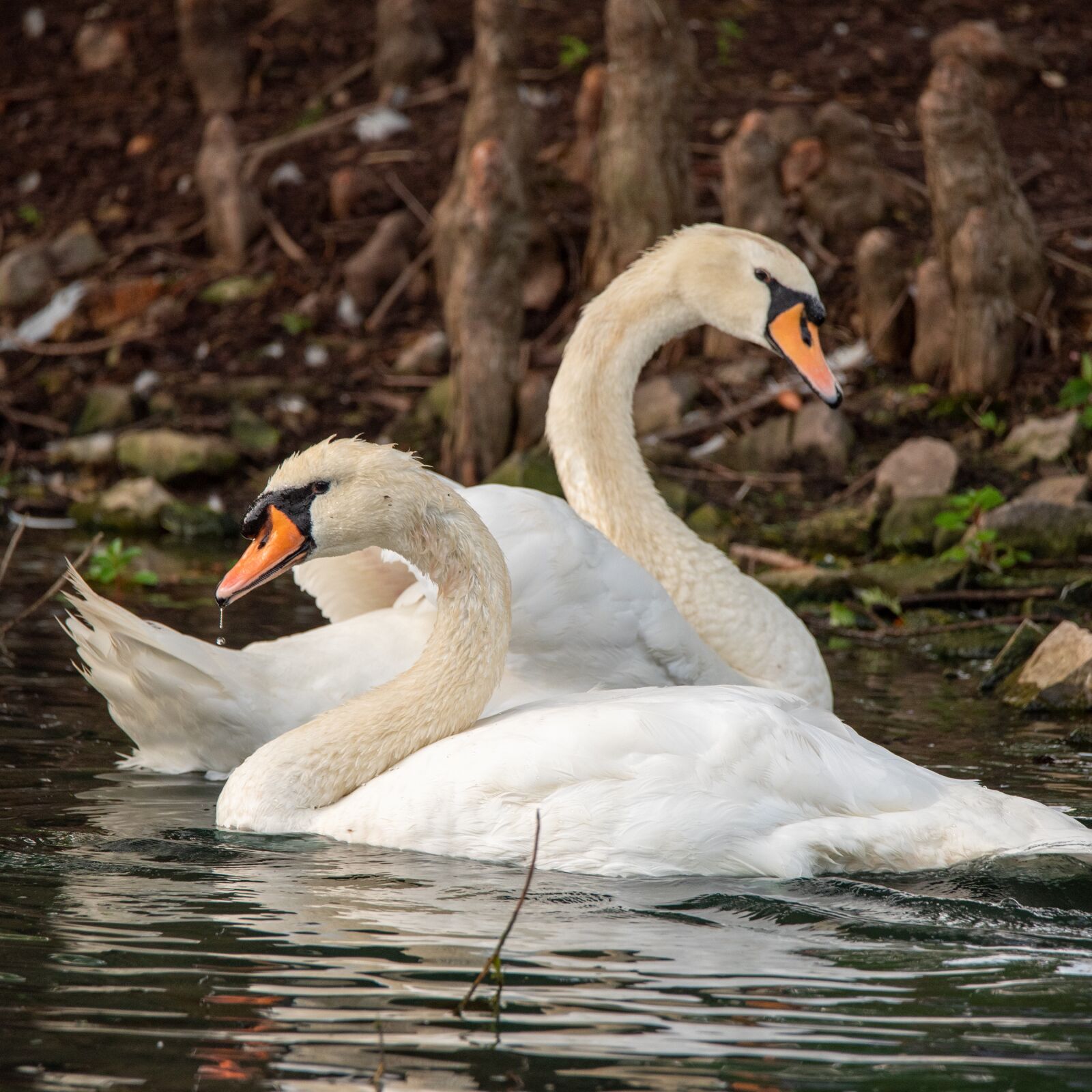 Nikon D750 sample photo. Swan, mute swan, white photography