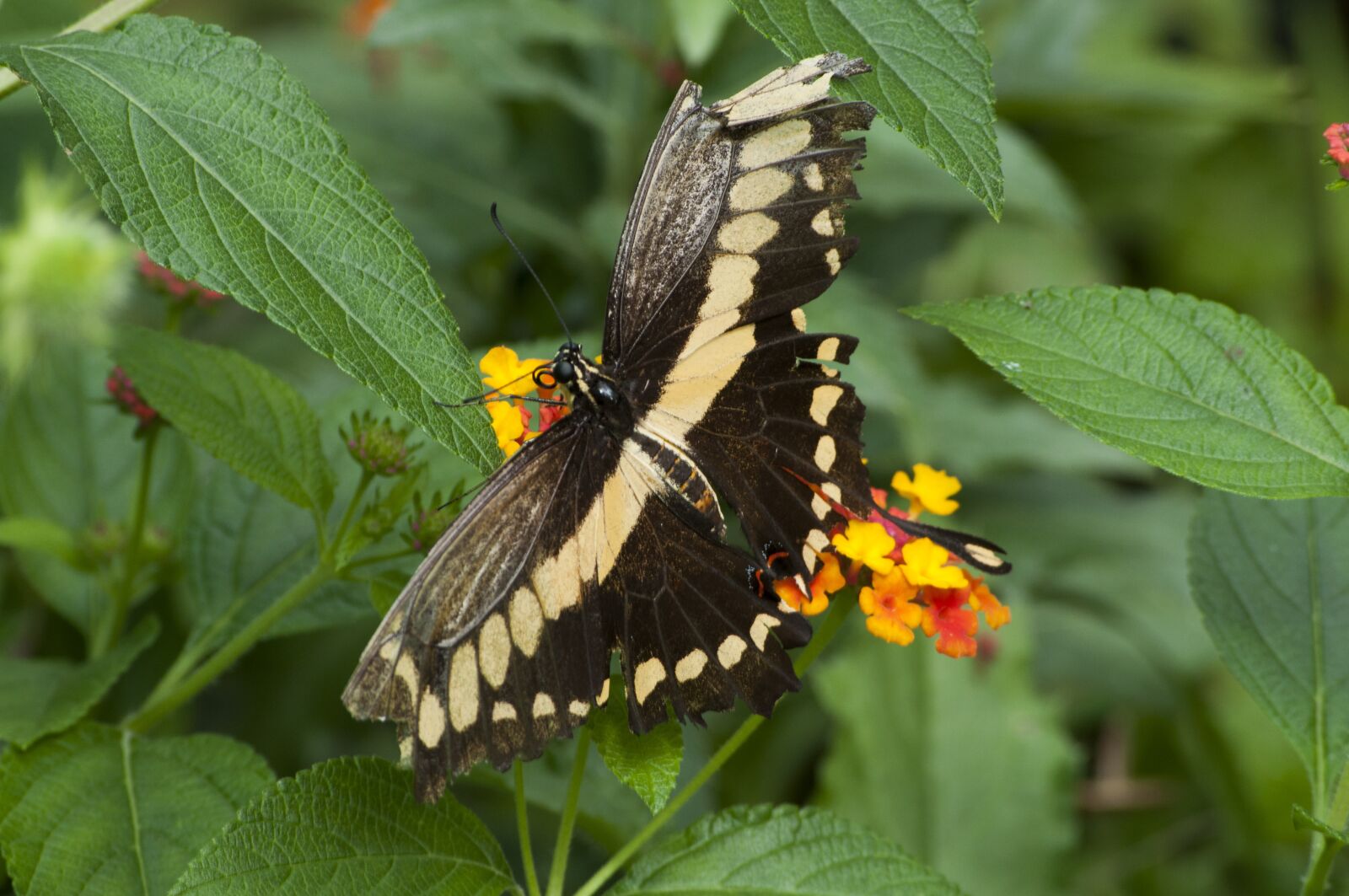 Nikon D5000 sample photo. Butterfly, insects, spring photography