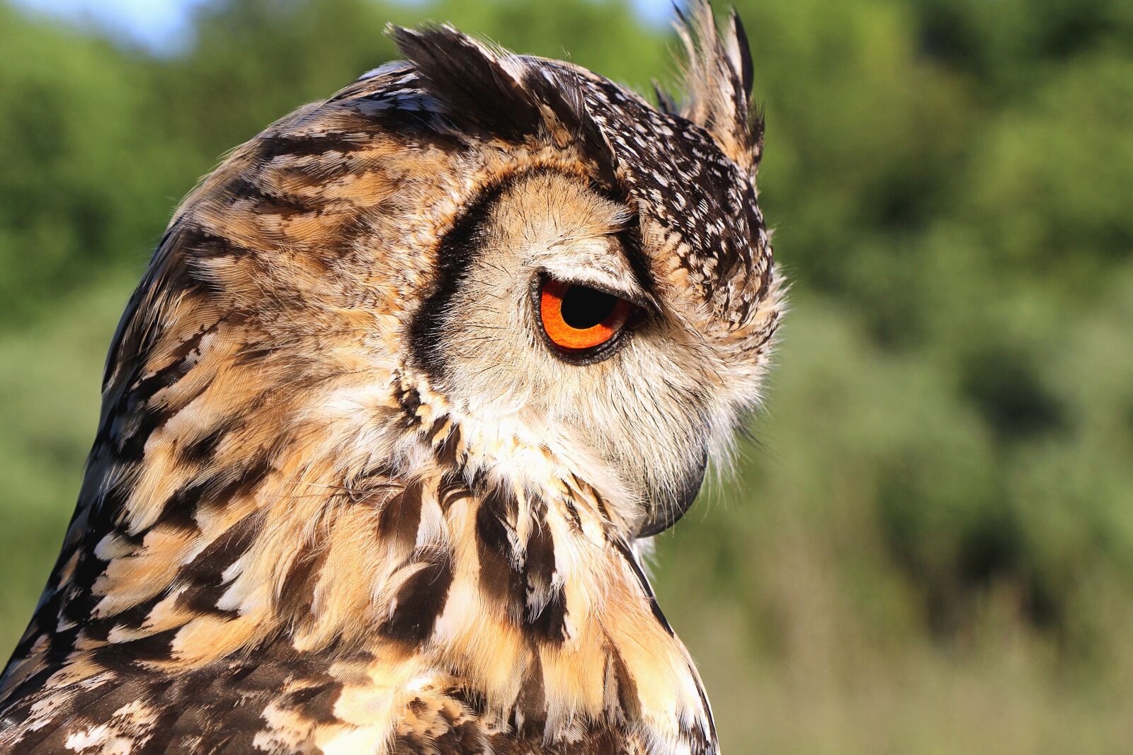 Canon EOS 700D (EOS Rebel T5i / EOS Kiss X7i) sample photo. Bird, owl, animal, feather photography