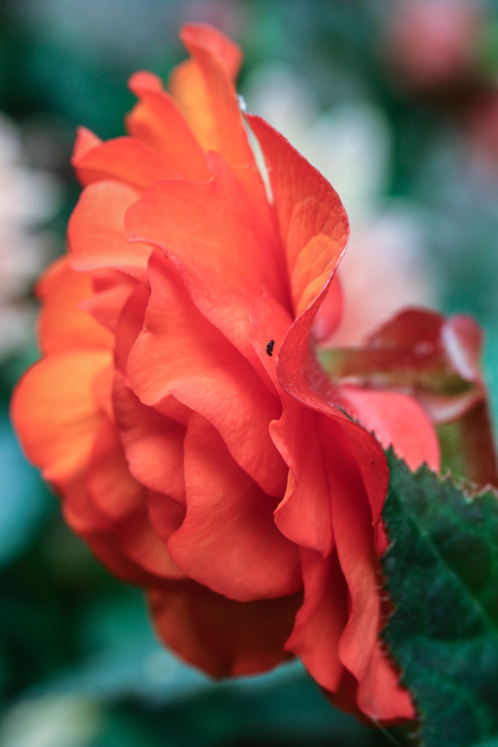 Canon EOS 7D Mark II sample photo. Flower, garden flower, blossom photography