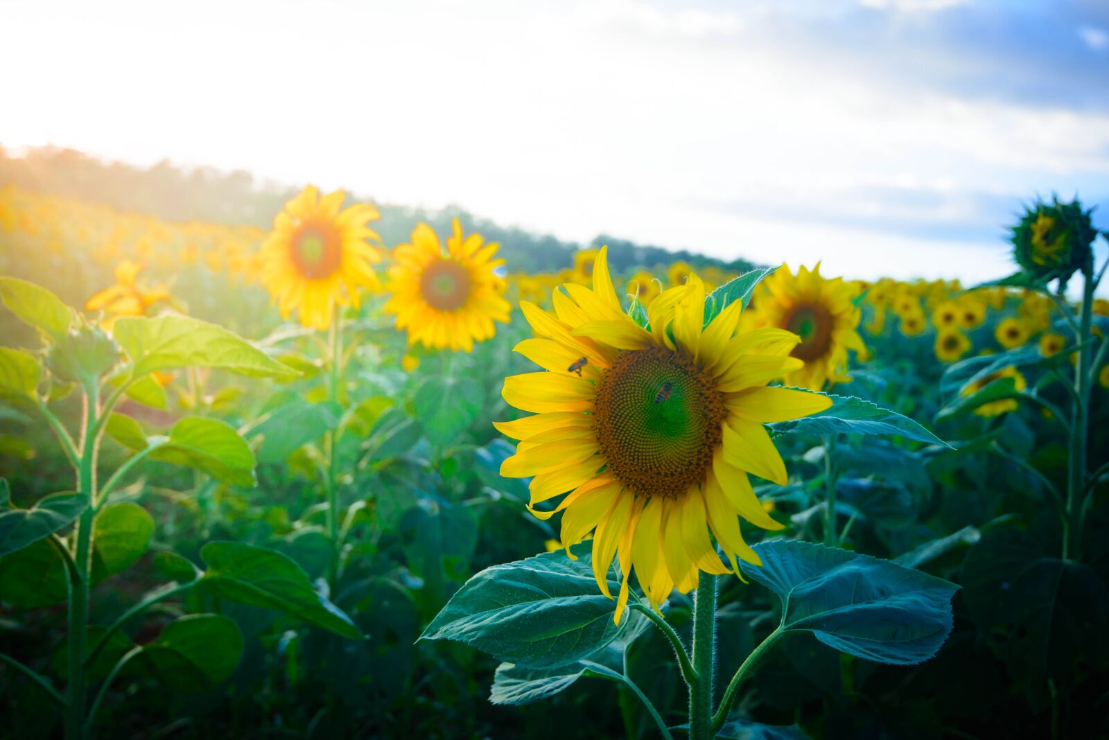Nikon D600 sample photo. Sunflowers, dalat milk, lam photography