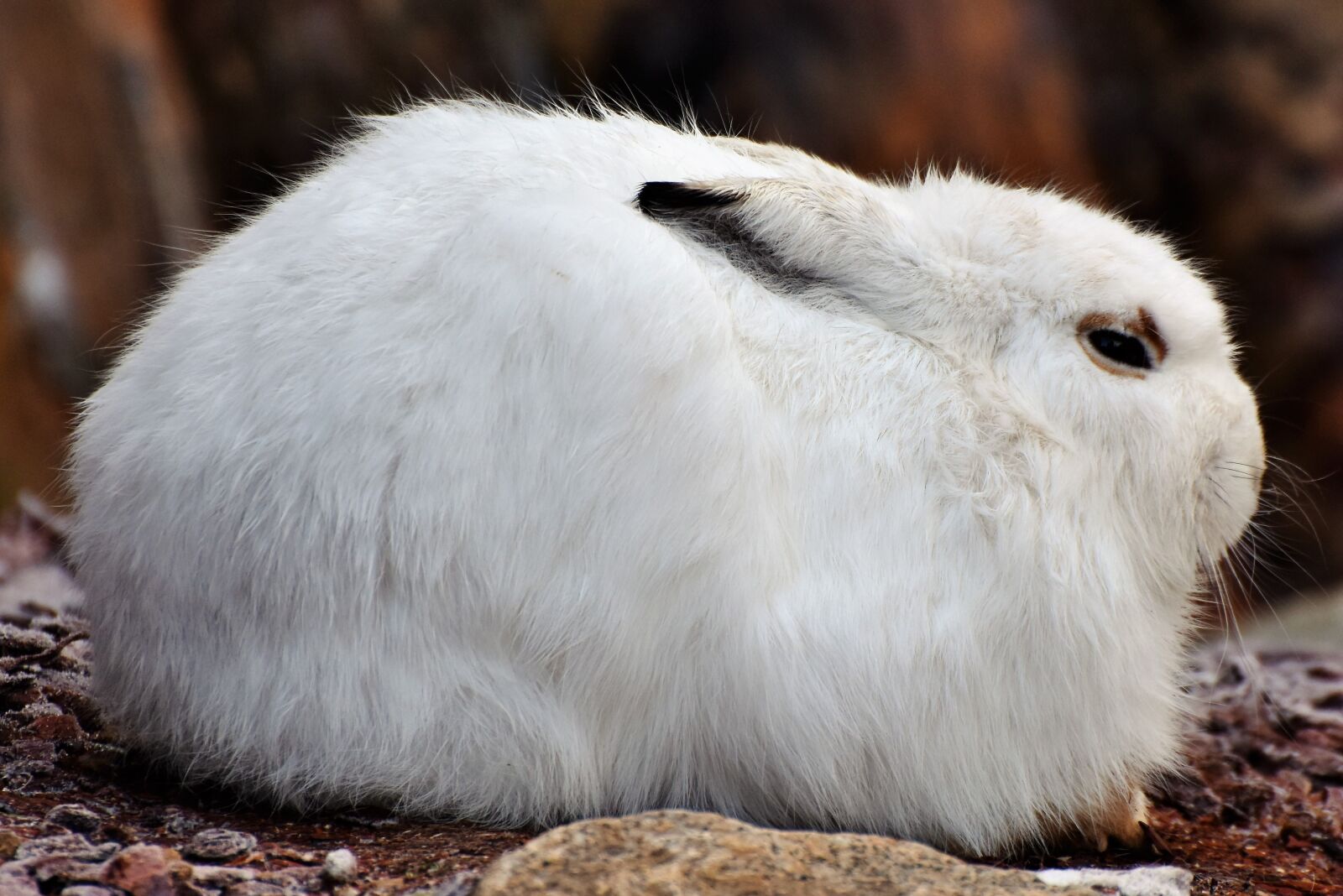 Nikon D7200 sample photo. Schneehase, hare, doe photography