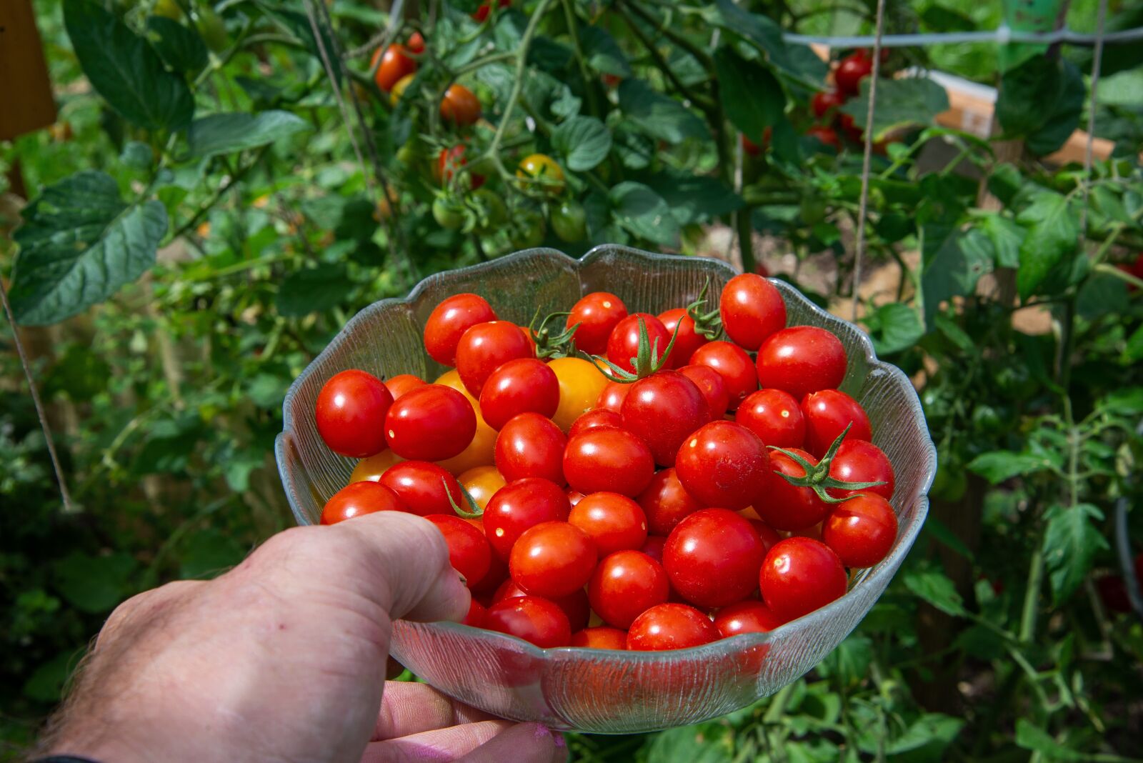 Nikon D610 sample photo. Tomatoes, harvest, vegetables photography