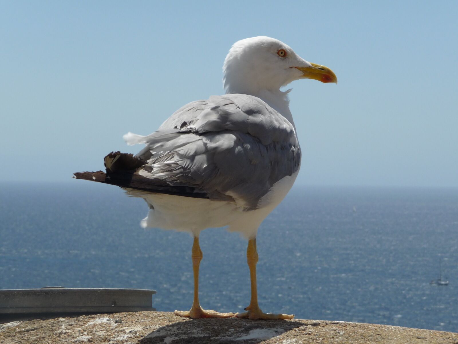 Panasonic Lumix DMC-TZ5 sample photo. Bird, waters, sea photography