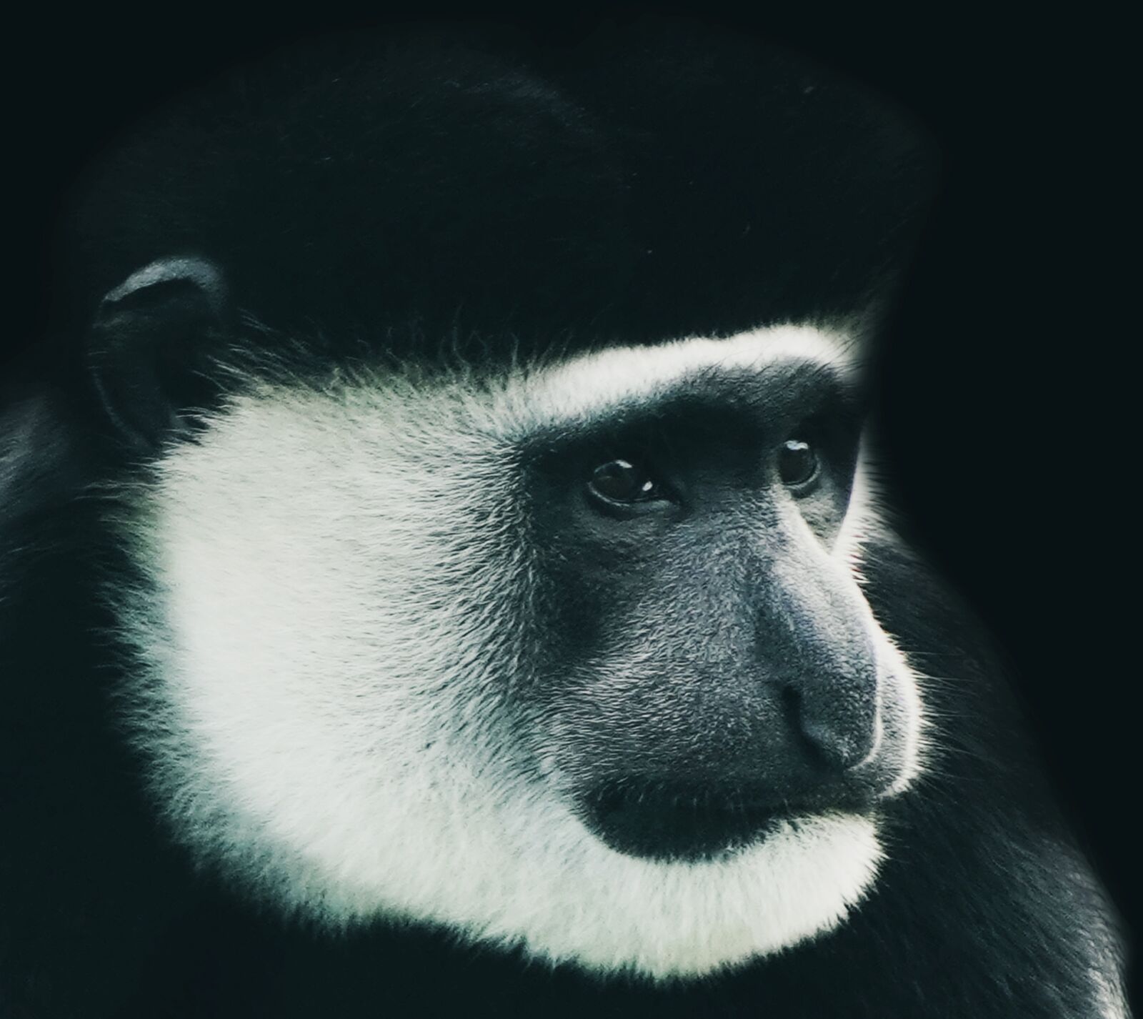 Sony a6400 sample photo. Monkey, animal portrait, black photography