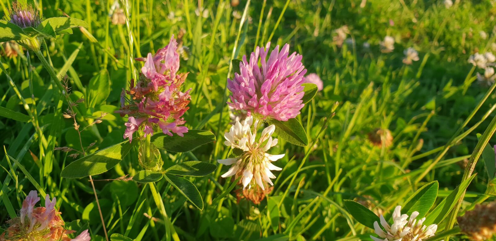 Samsung Galaxy S9+ sample photo. Clover, flower, grass photography
