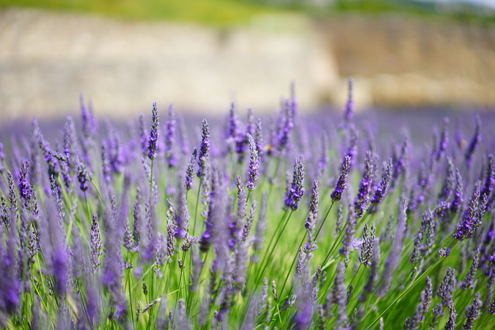 Sony a7 + Sony Sonnar T* FE 55mm F1.8 ZA sample photo. Lavender, flowers, blue photography