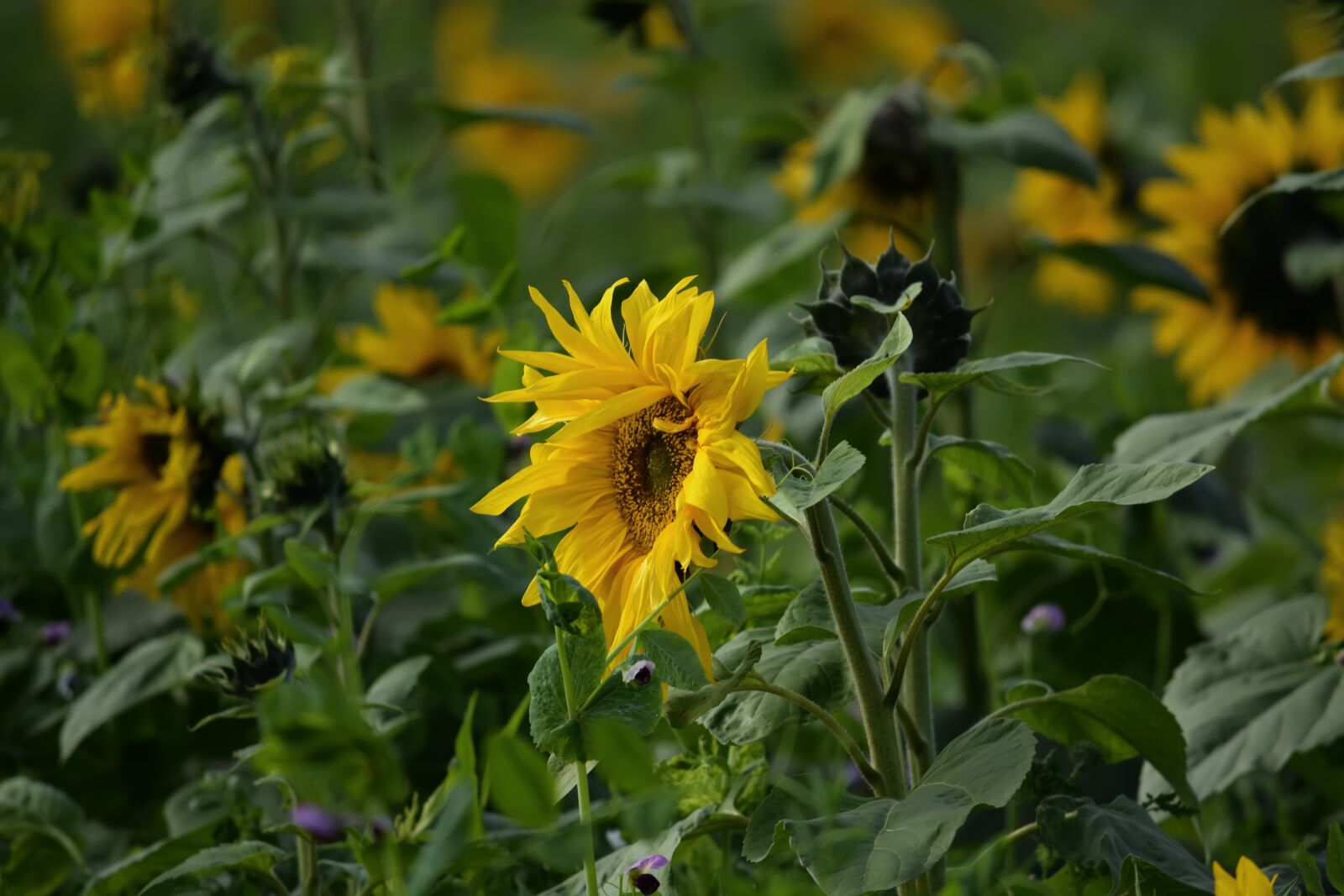 Nikon D5200 sample photo. Sunflower, flower, yellow photography