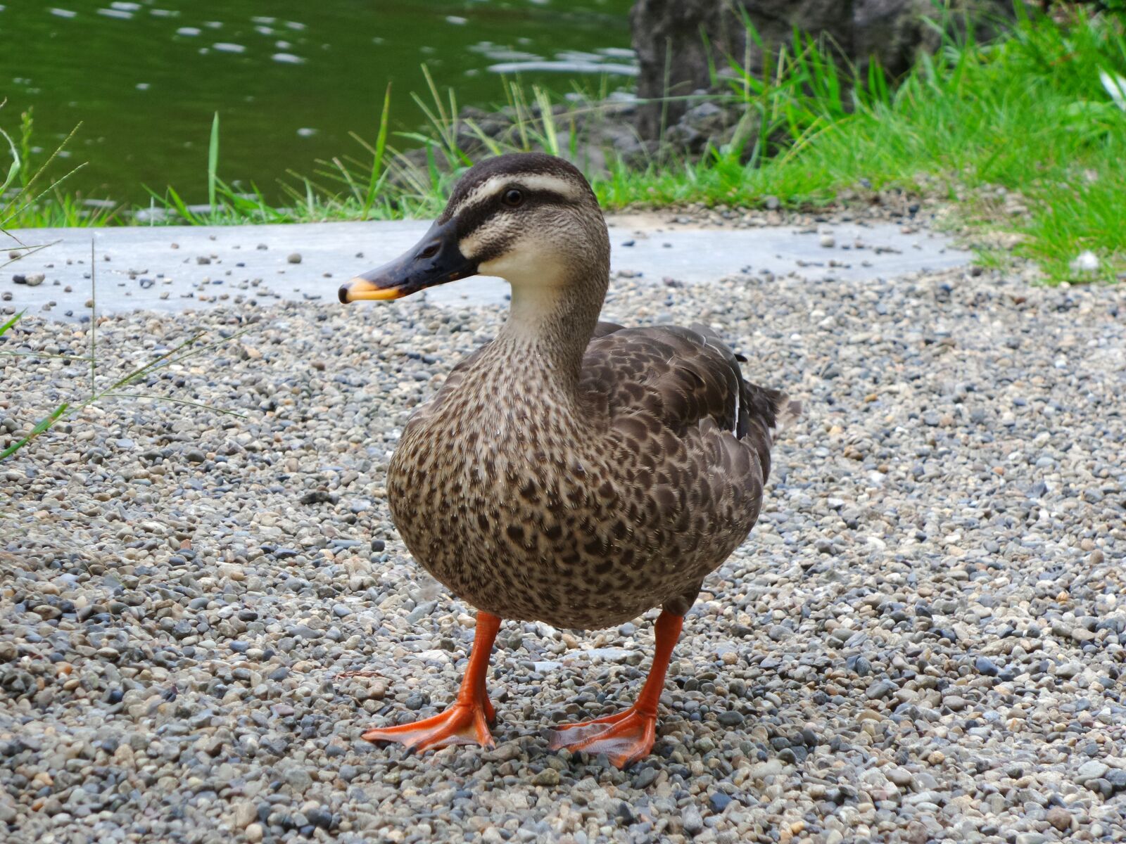 Samsung Galaxy K Zoom sample photo. Duck, standing, japan photography