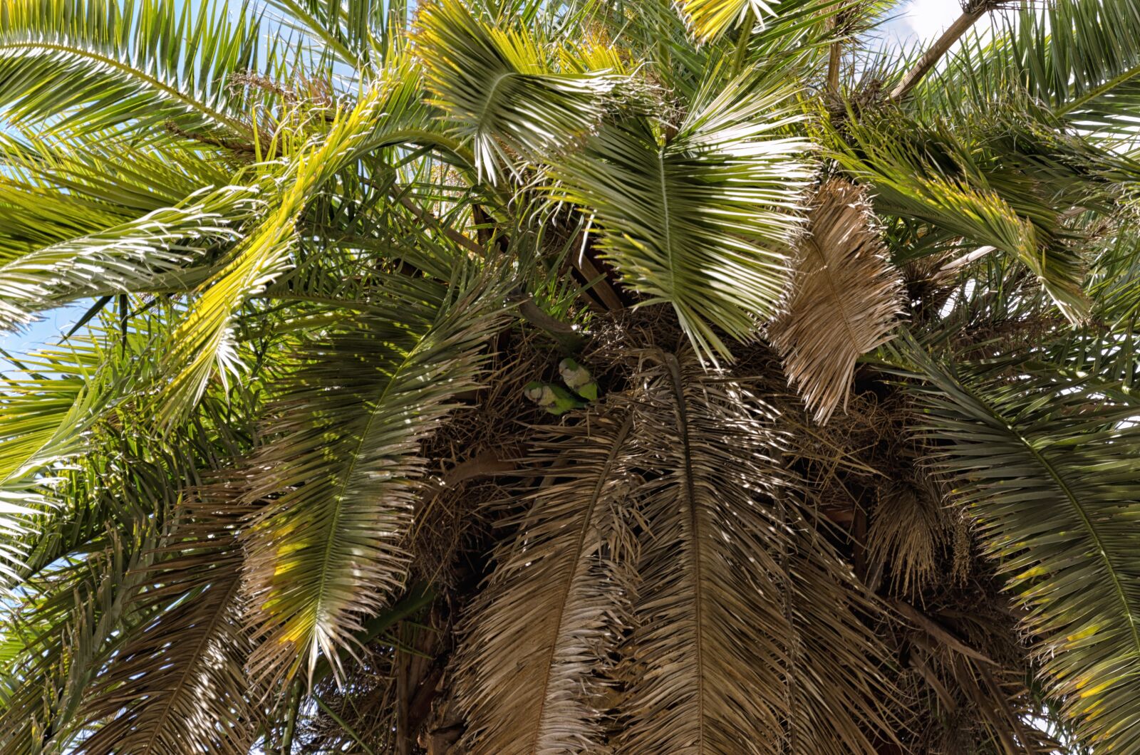 Nikon D5100 sample photo. Palm, tree, nature photography