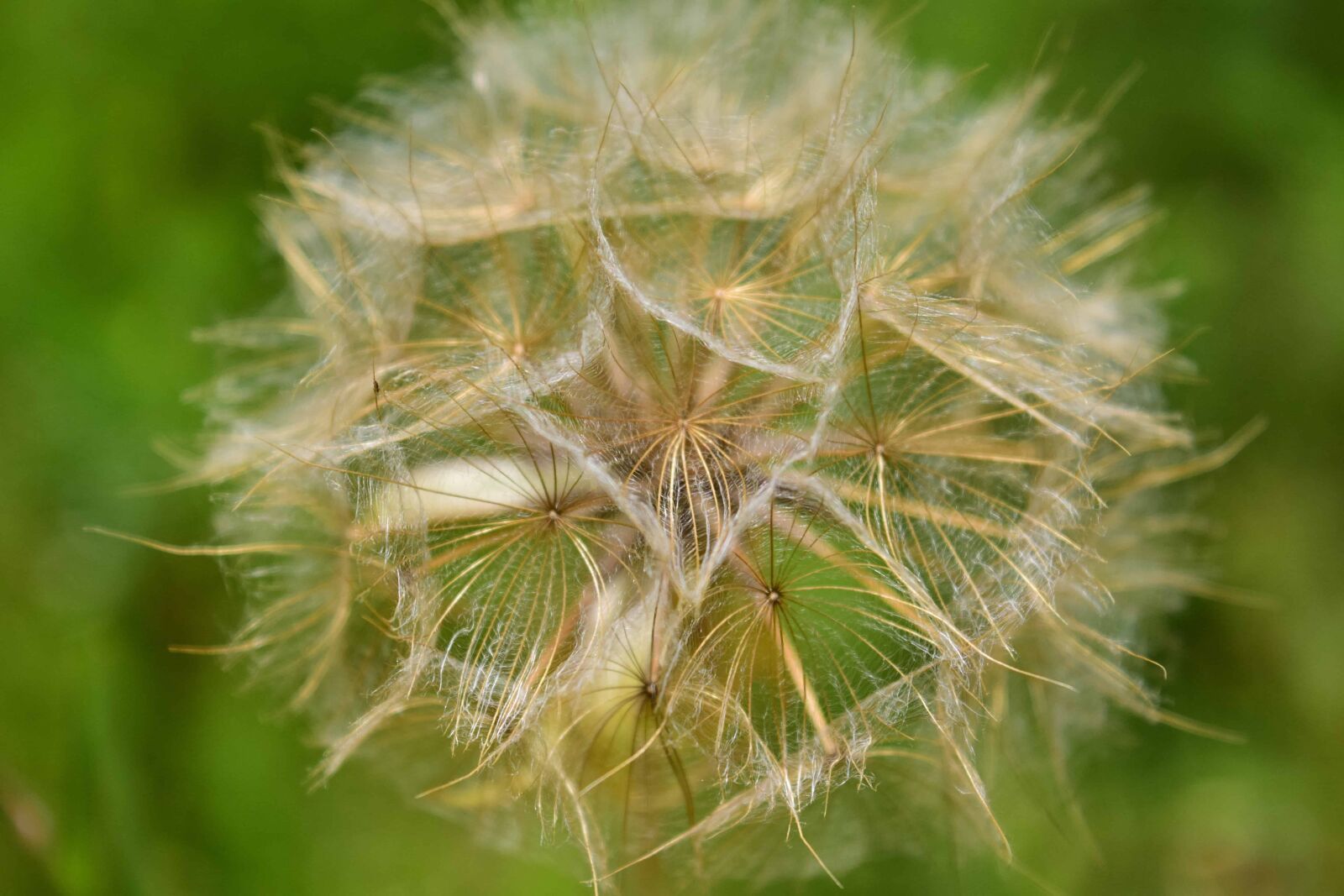 Nikon D3300 sample photo. Seed, summer, grass, flower photography