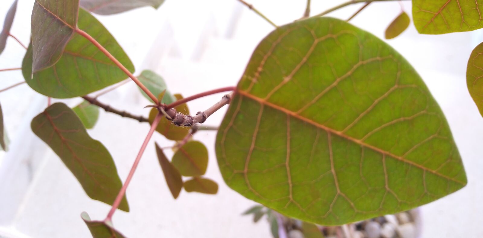 HUAWEI DUB-LX1 sample photo. Plant, tree, green photography