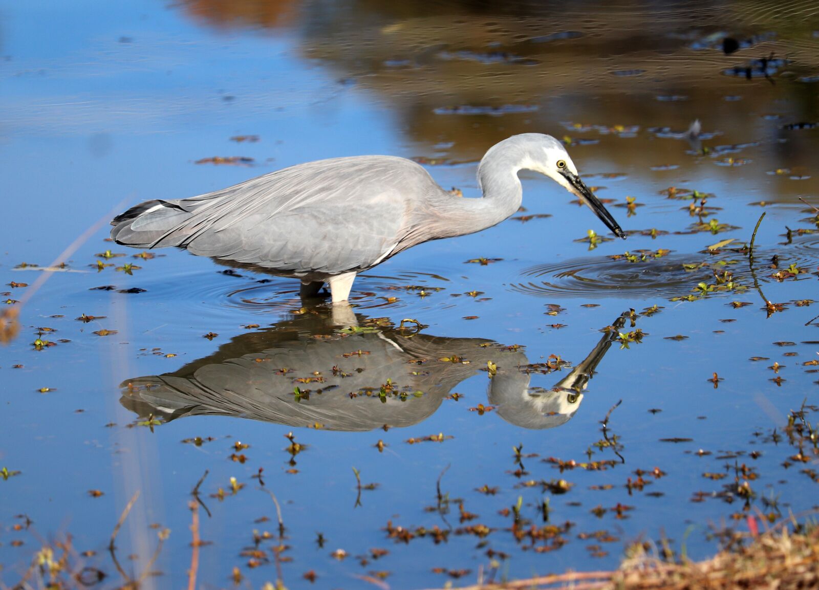 Canon EF-S 55-250mm F4-5.6 IS STM sample photo. Bird, heron, fishing photography