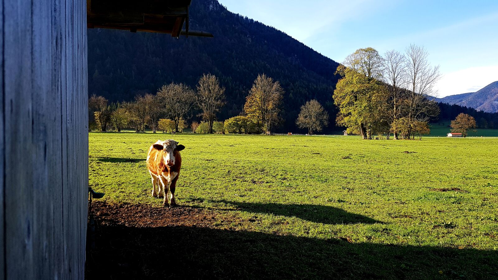 Samsung Galaxy S7 Edge sample photo. Pasture, calf, stall photography