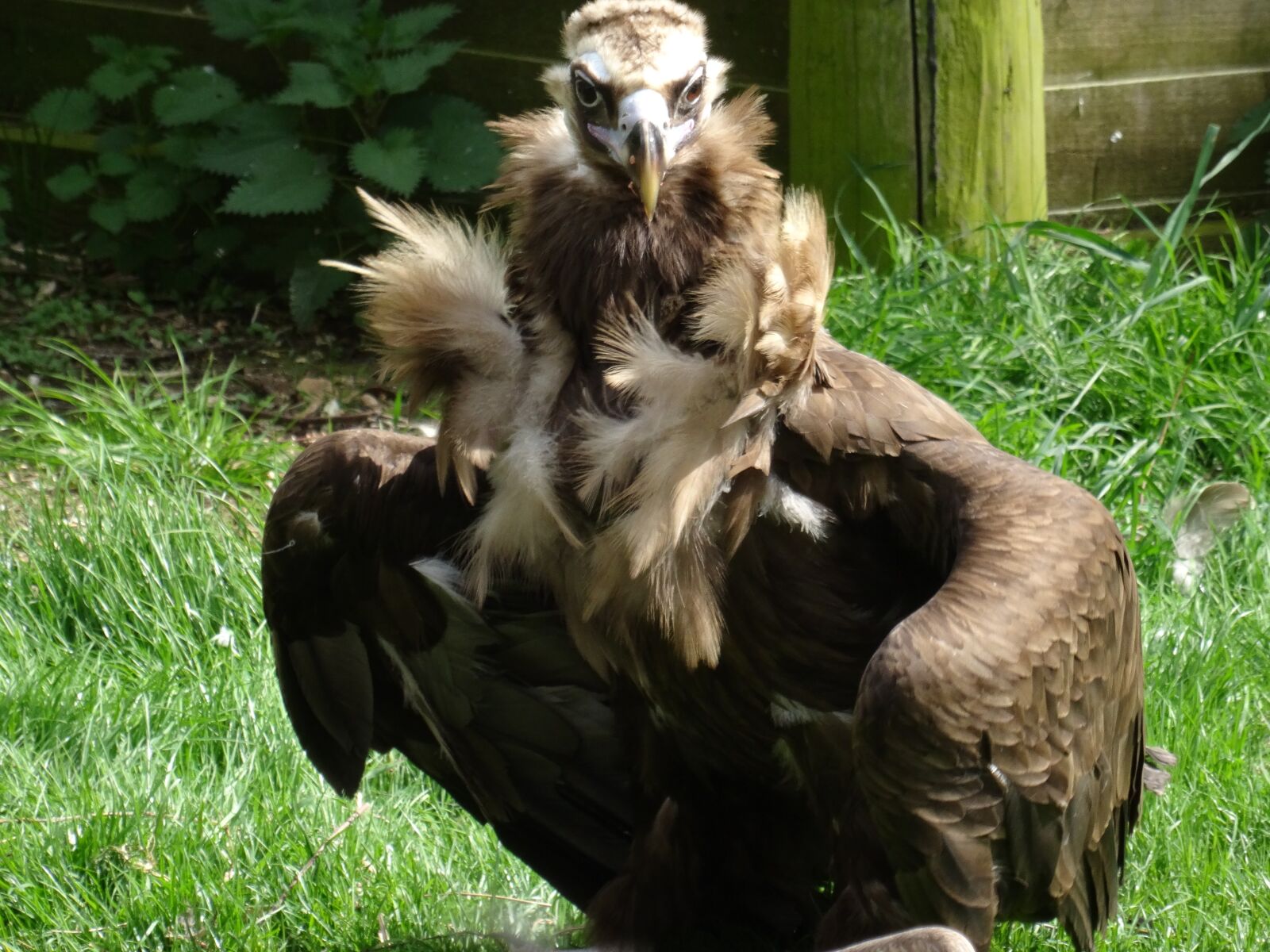 Sony DSC-HX50 sample photo. Vulture, feathers, feather bower photography
