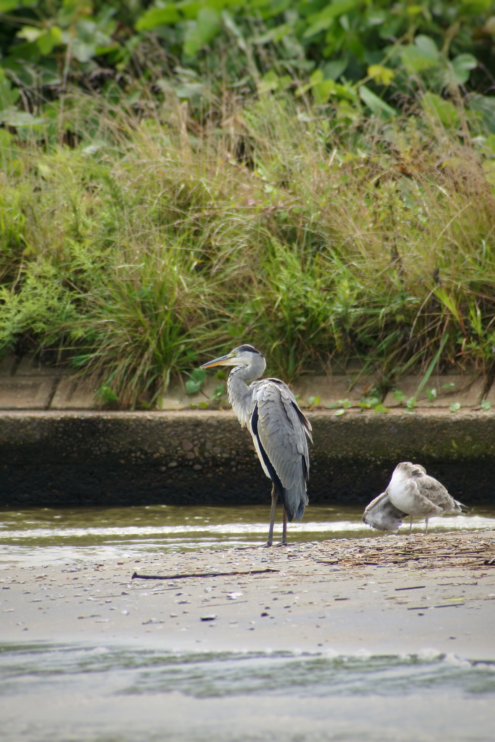 VR 70-300mm f/4.5-6.3G sample photo. Animal, river, estuary photography
