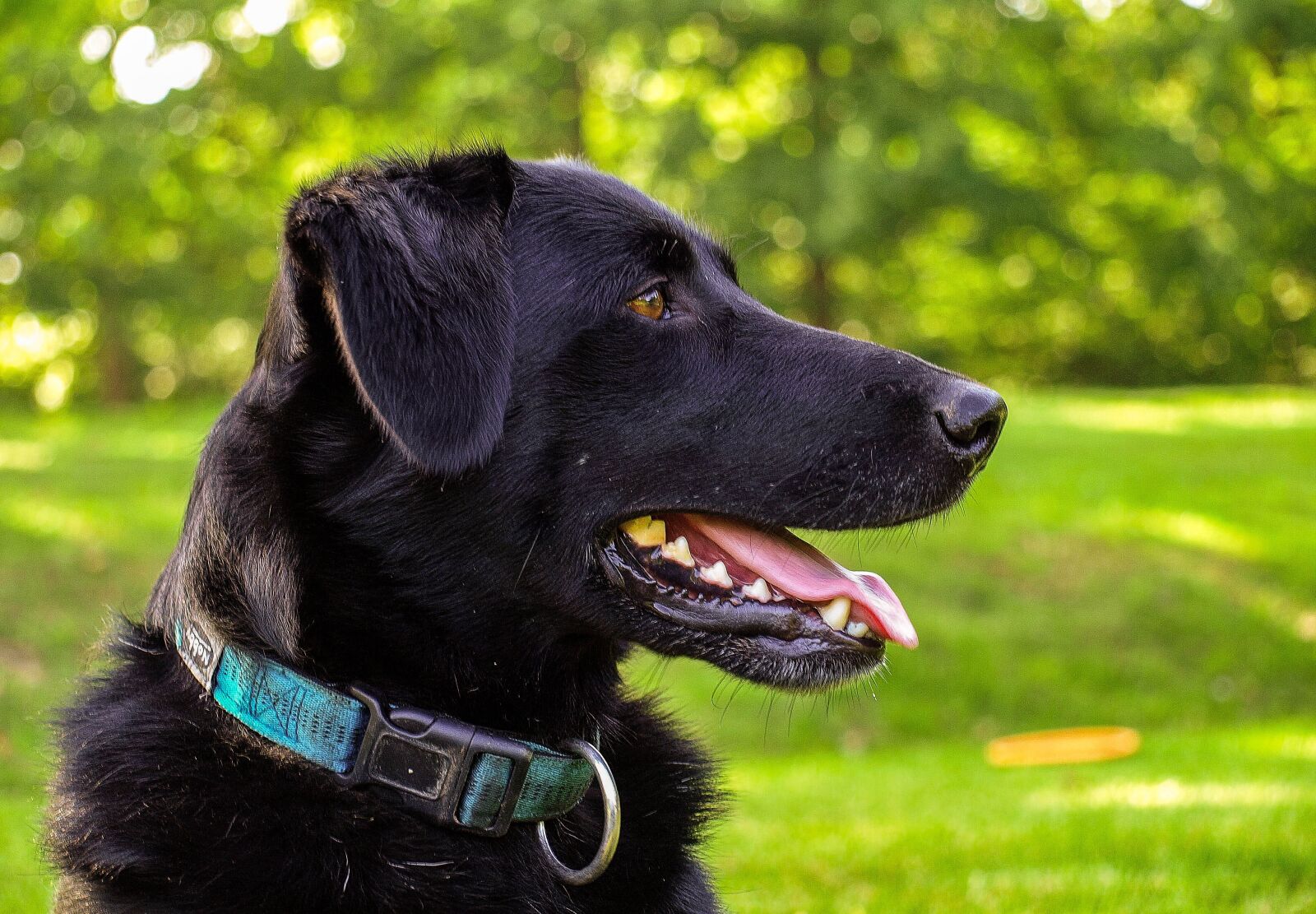 Olympus E-510 (EVOLT E-510) sample photo. Dog, portrait, animal photography