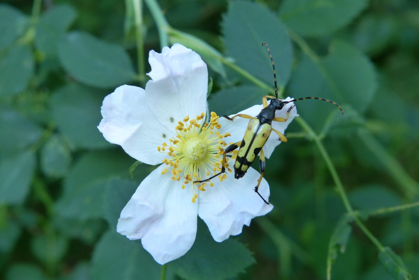Panasonic Lumix DMC-FZ200 sample photo. Animals, invertebrates, insect photography